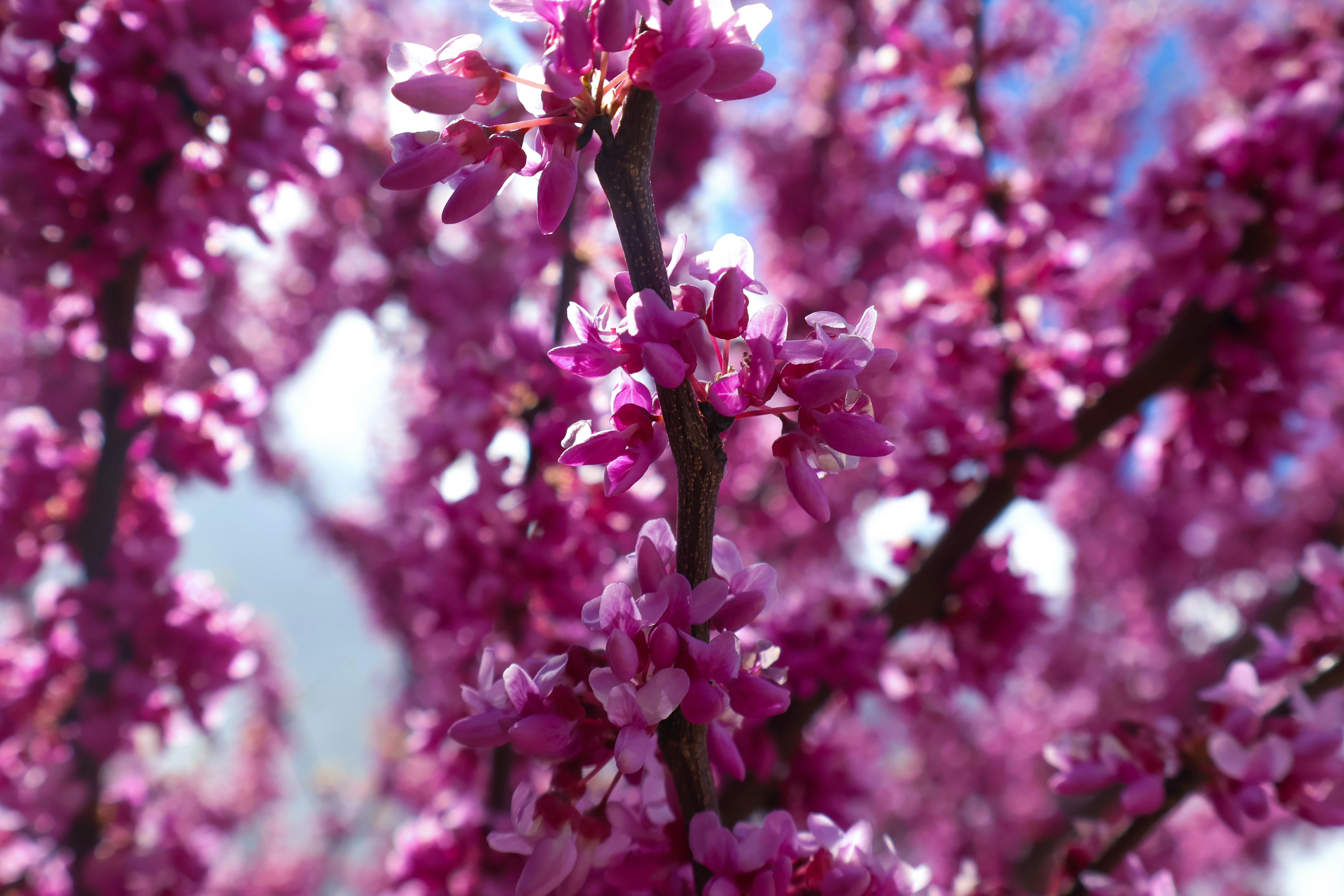 Photo by hadopelagic