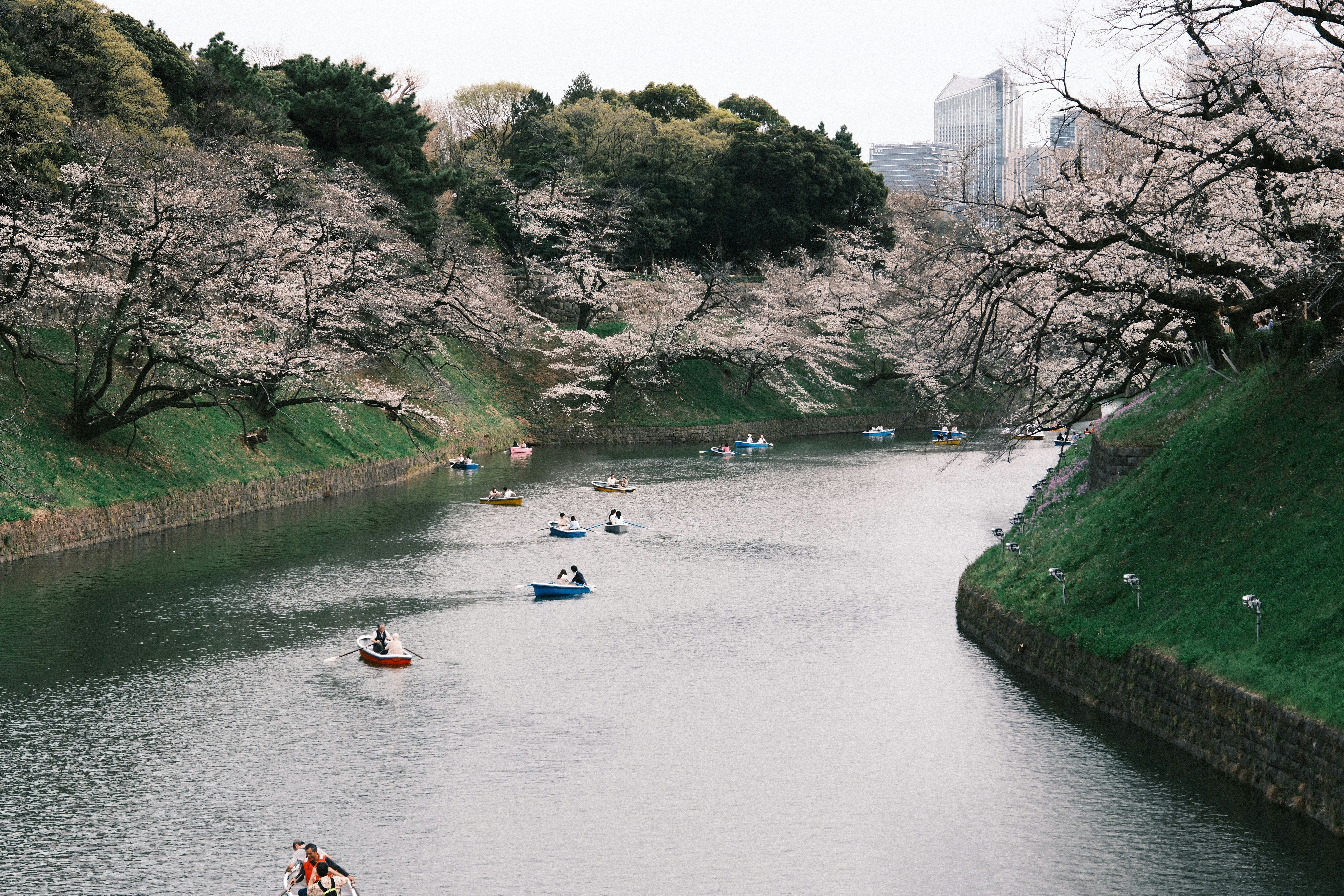 Boats drift on a river, surrounded by cherry blossoms.