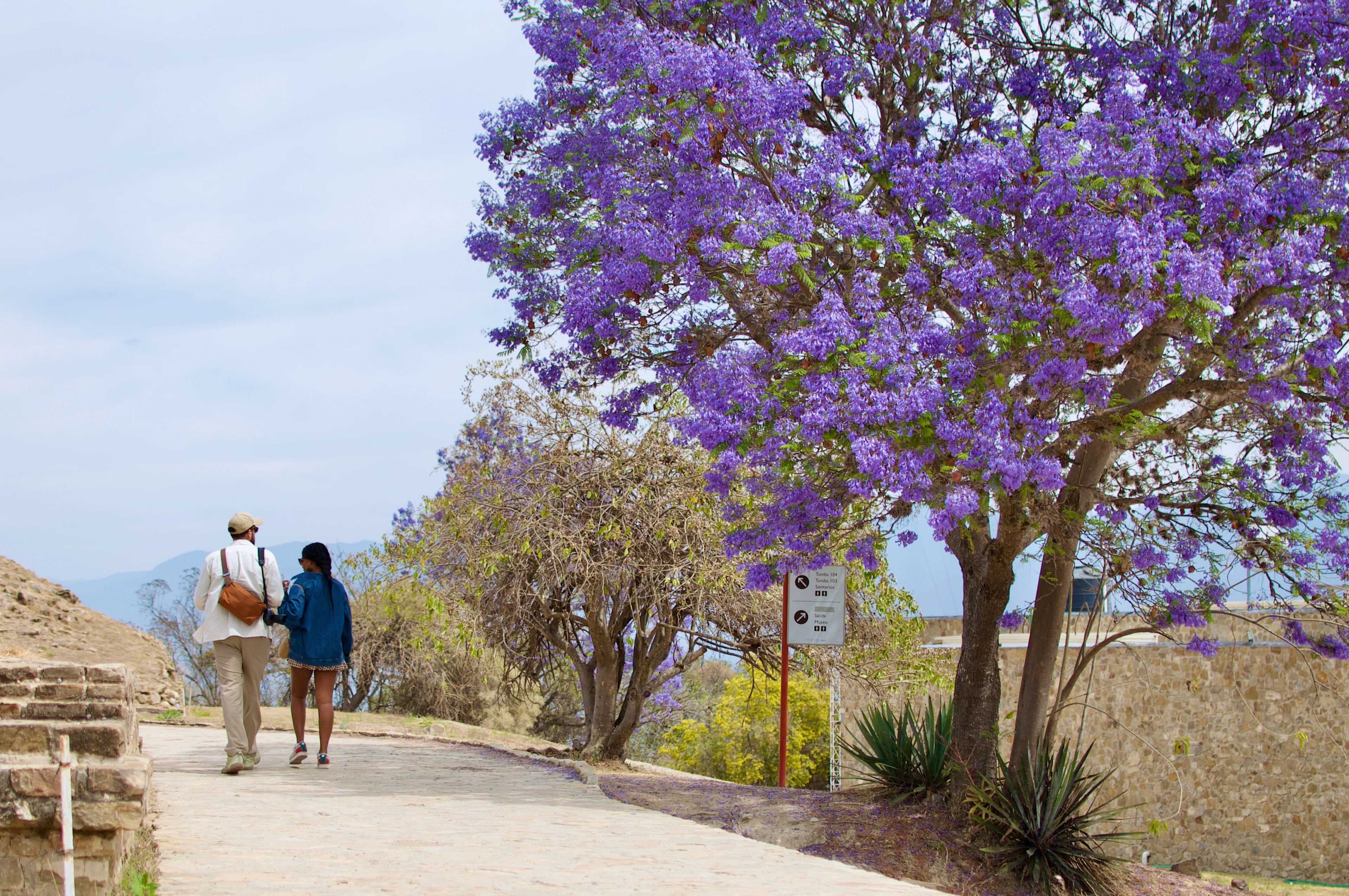 Two people walk along a path beneath a flowering purple tree at Monte Albán, Oaxaca