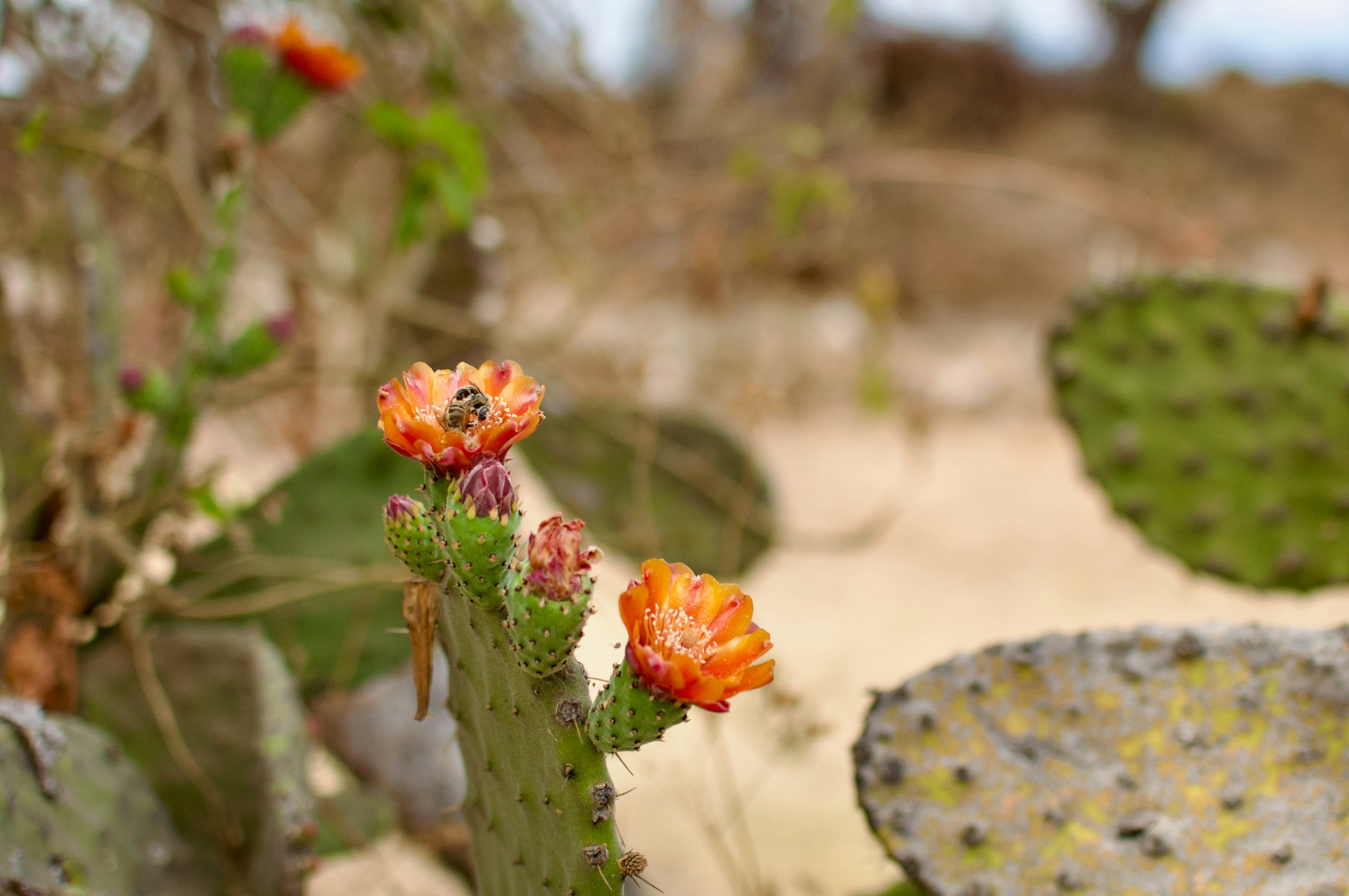 Cactus flowers are blooming with a bee.