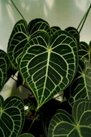 Koleksi Tanaman Mini