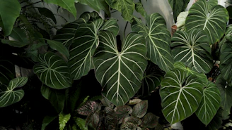 Beautiful green leaves with white veining are visible