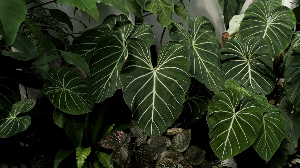Beautiful green leaves with white veining are visible