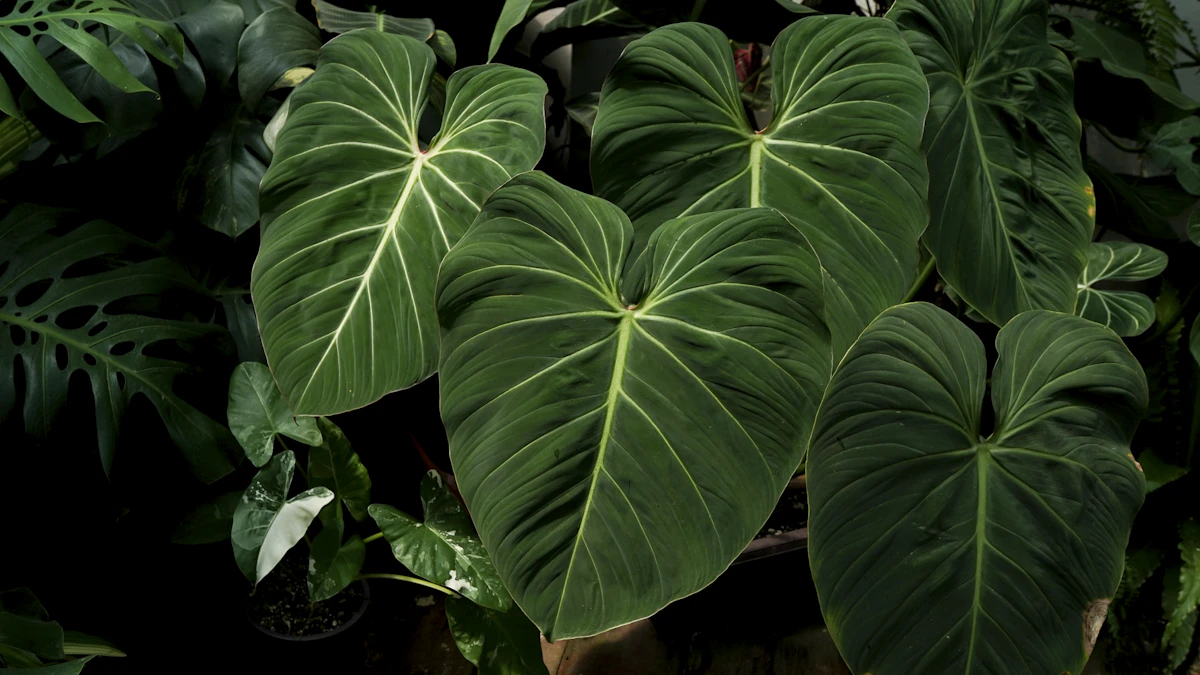 Philodendron Care India Heartleaf Brasil Birkin Selloum