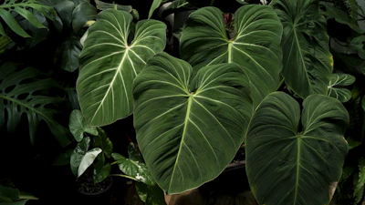Philodendron Care India Heartleaf Brasil Birkin Selloum