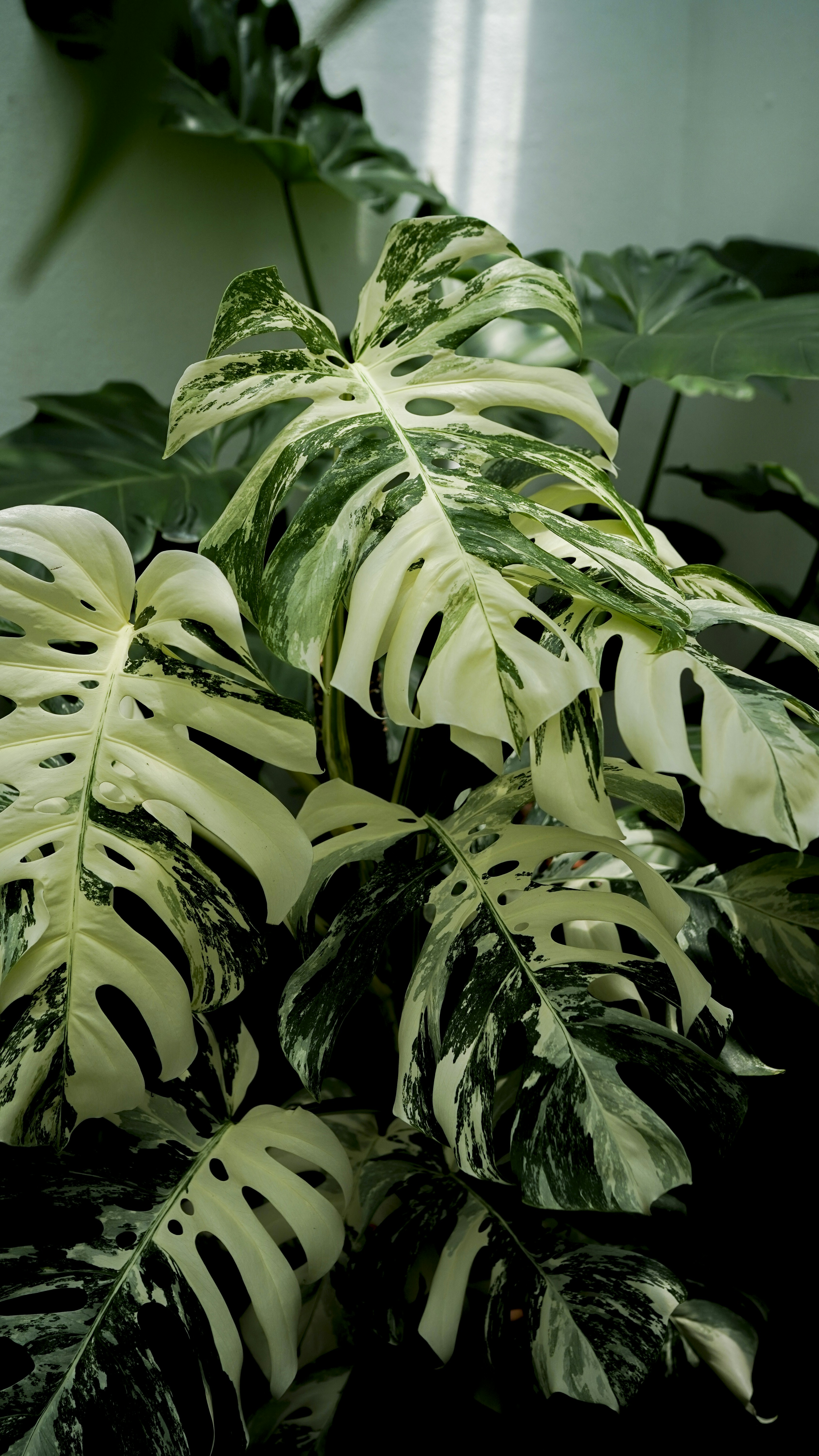 Variegated monstera deliciosa, a striking plant. photo  Free Flower Image  on Unsplash
