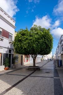 A tree stands in a cobblestone street.