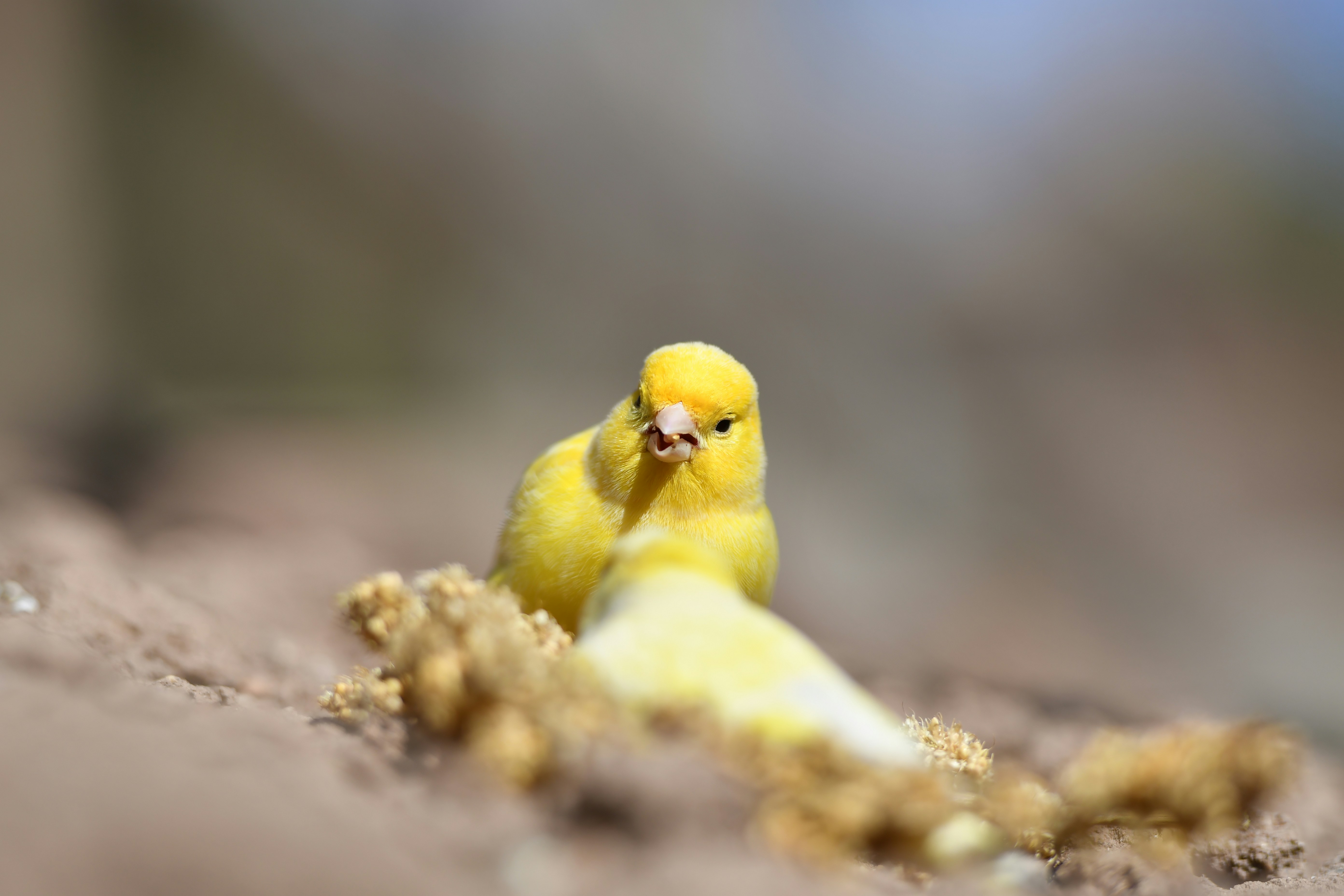 A yellow canary eats seeds in the sand.