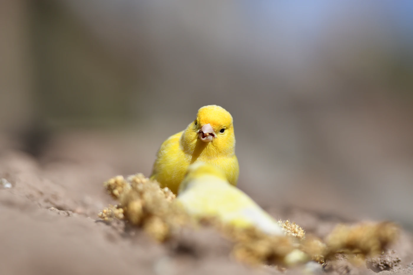 Canario amarillo comiendo semillas