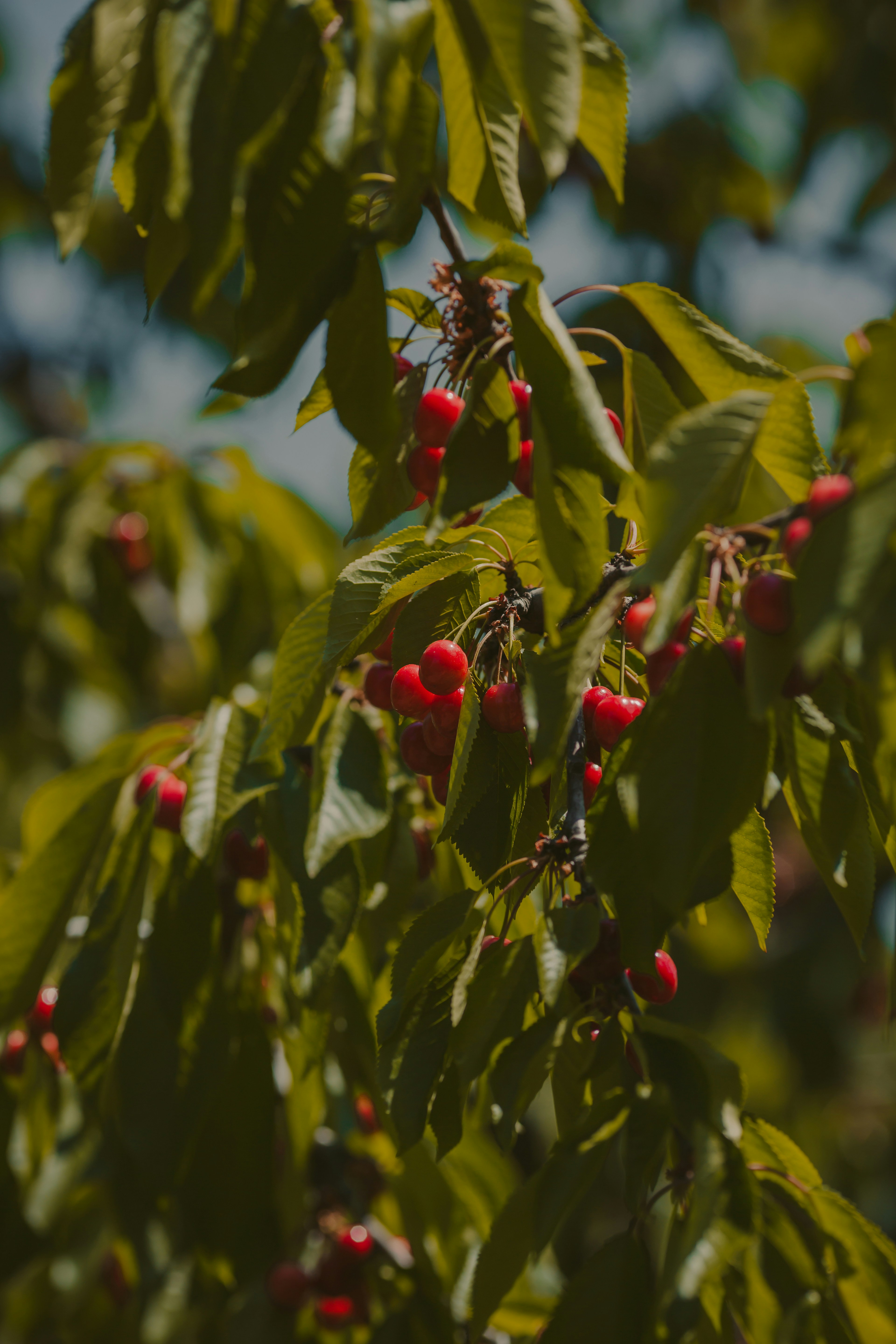 Ripe cherries hang on a leafy branch.
