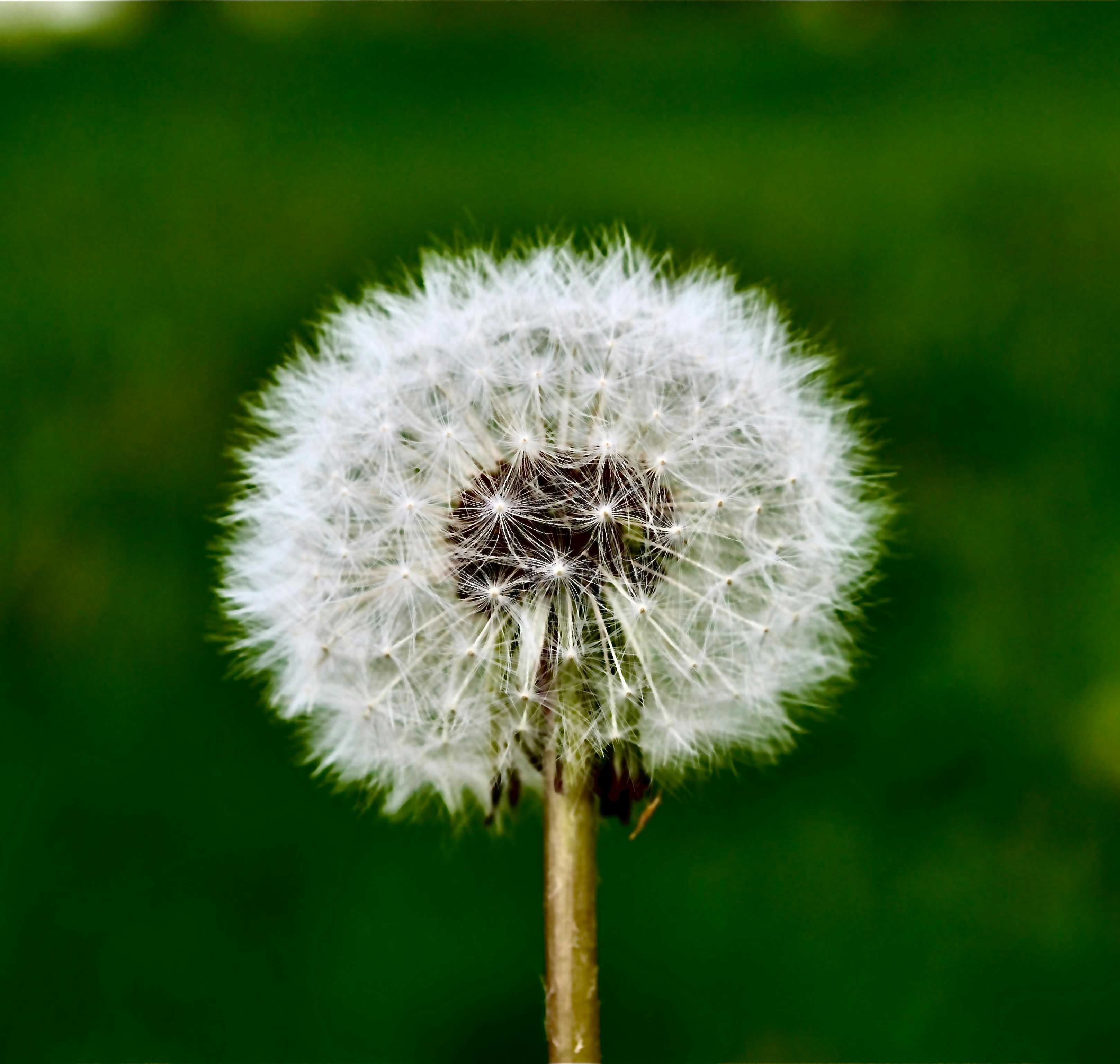 Photo by iamrifathus