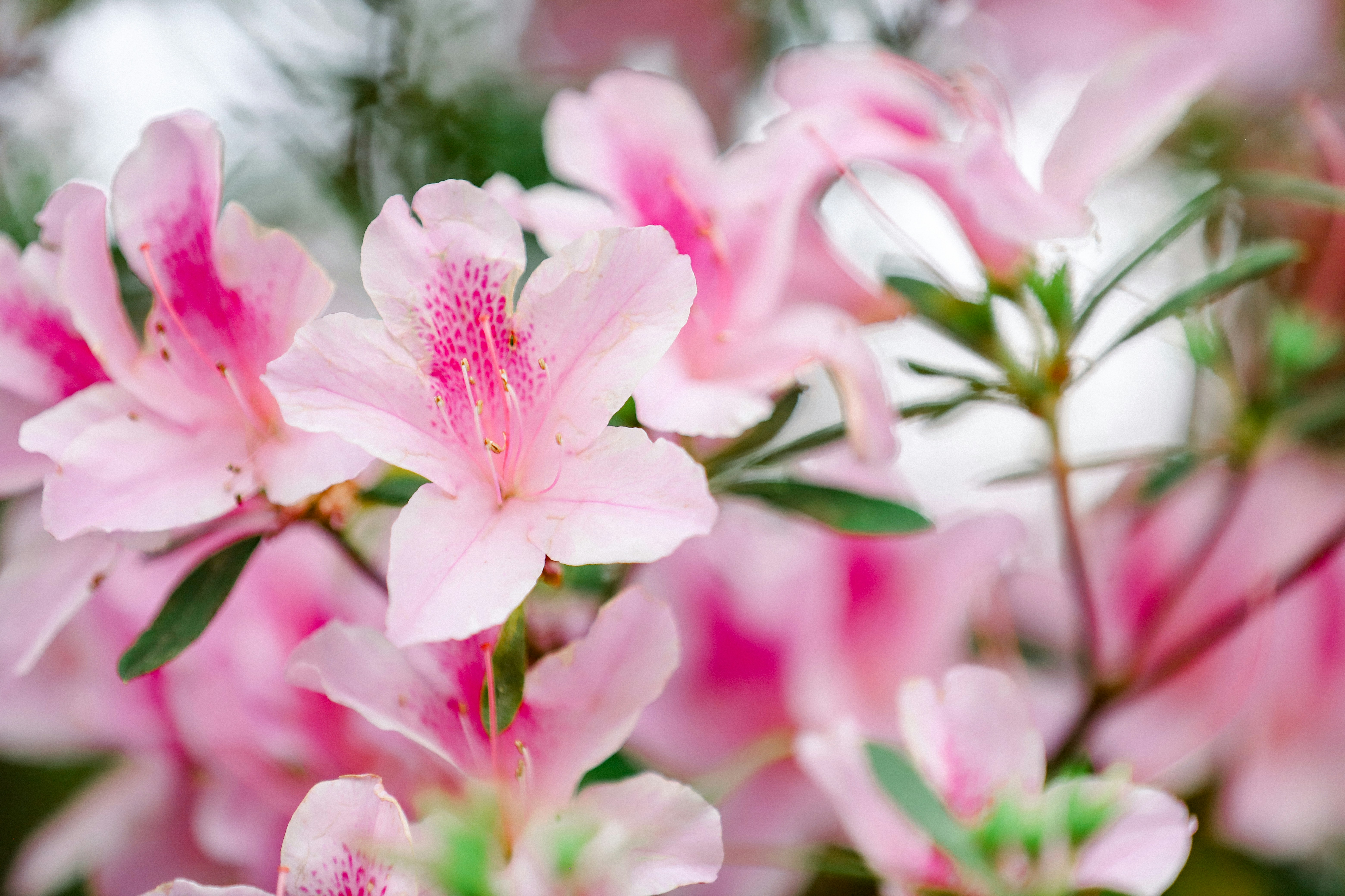 Las flores de azalea rosa están floreciendo maravillosamente. foto ...