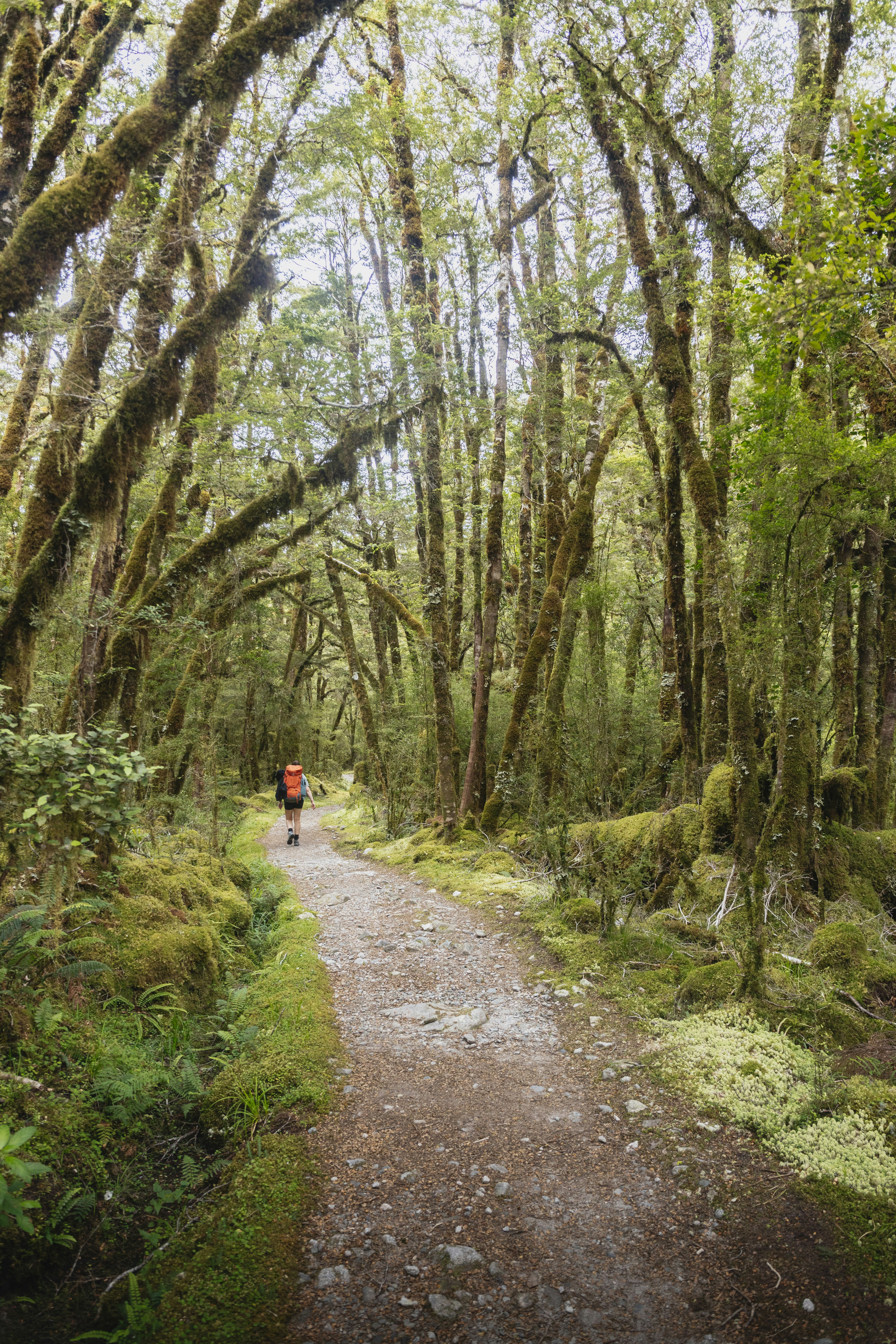 El excursionista camina por un sendero a través de un frondoso bosque.