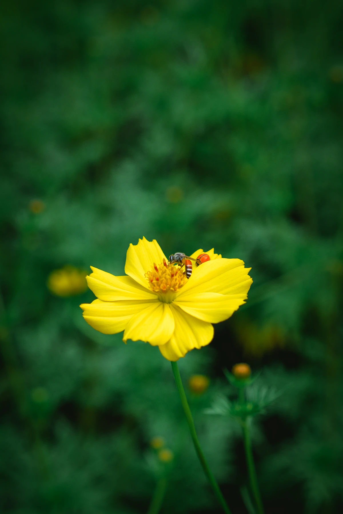 Why We Garden Organic (And Why 'No Pesticides' Is Easier Than You Think)