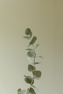Eucalyptus branch against a neutral background.