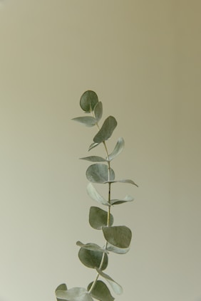Eucalyptus branch against a neutral background.