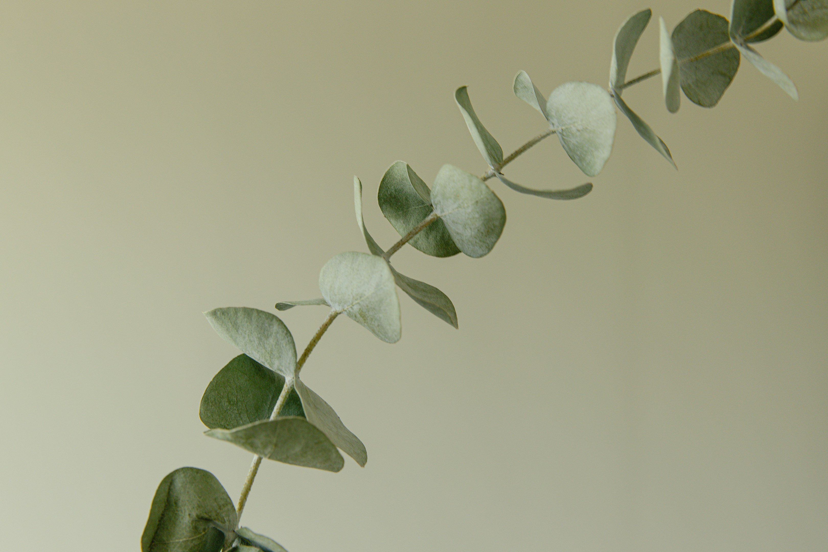 Eucalyptus leaves curve gracefully against a cream background.