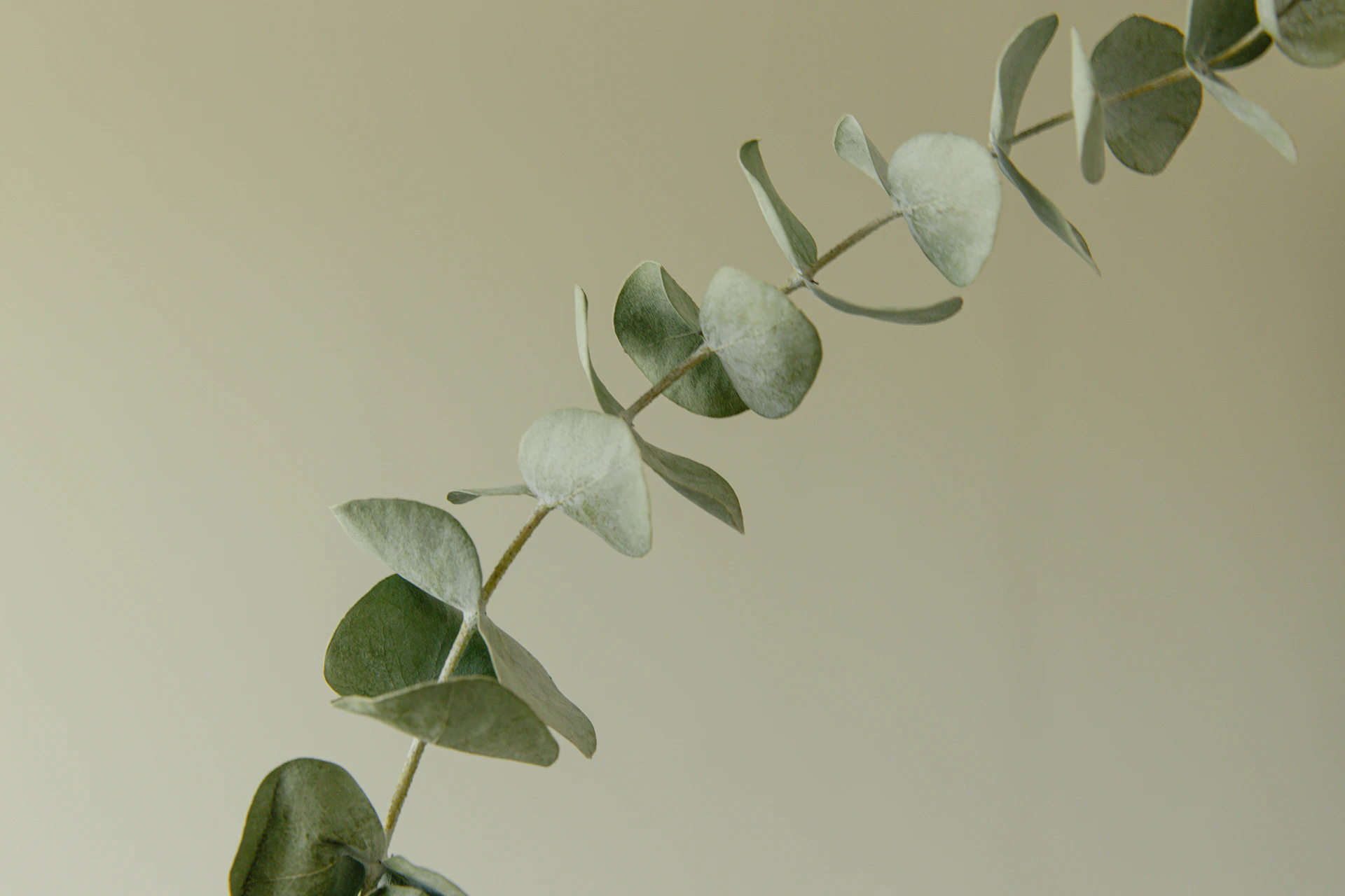 Eucalyptus leaves curve gracefully against a cream background