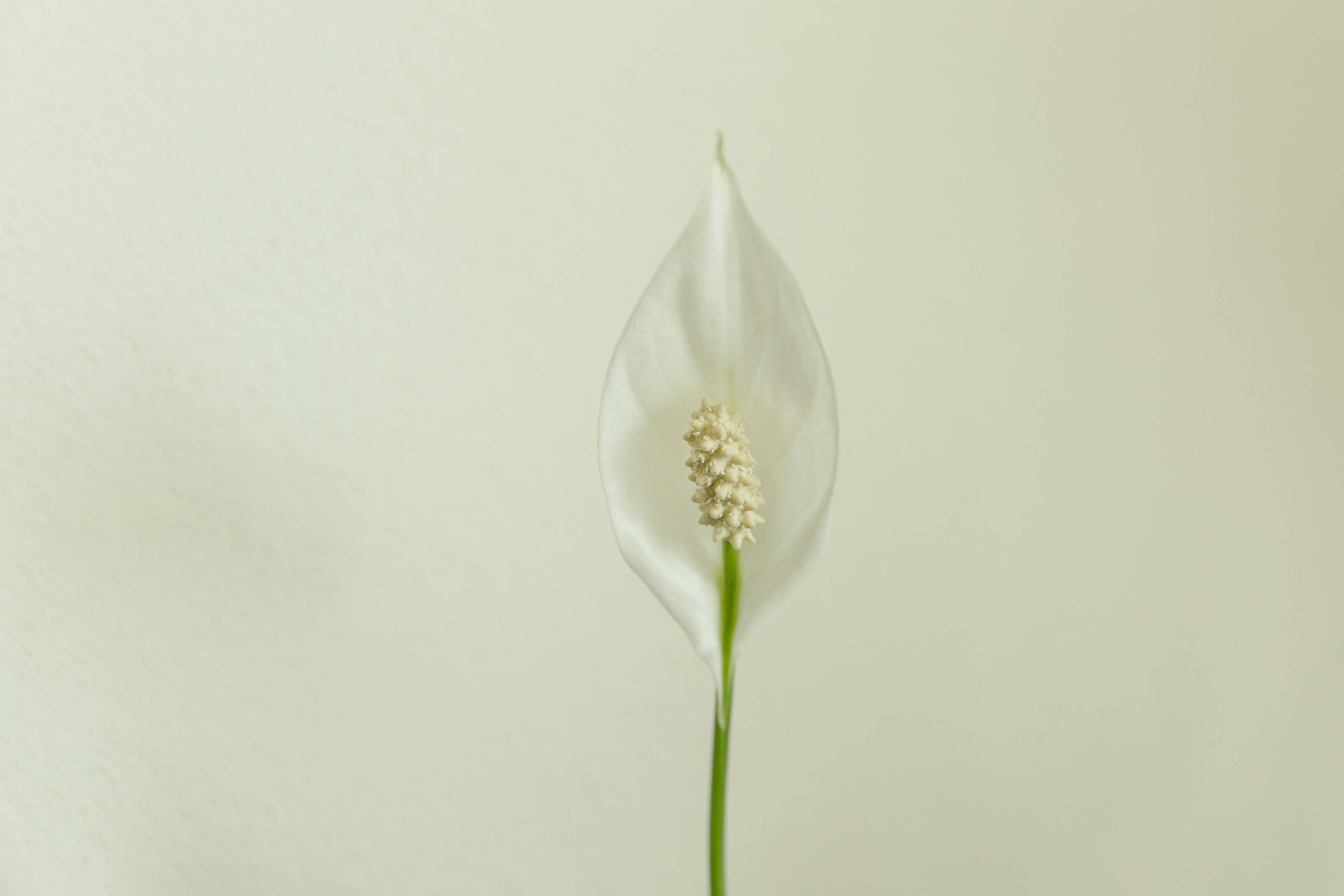 Photo by sibelivelazquez