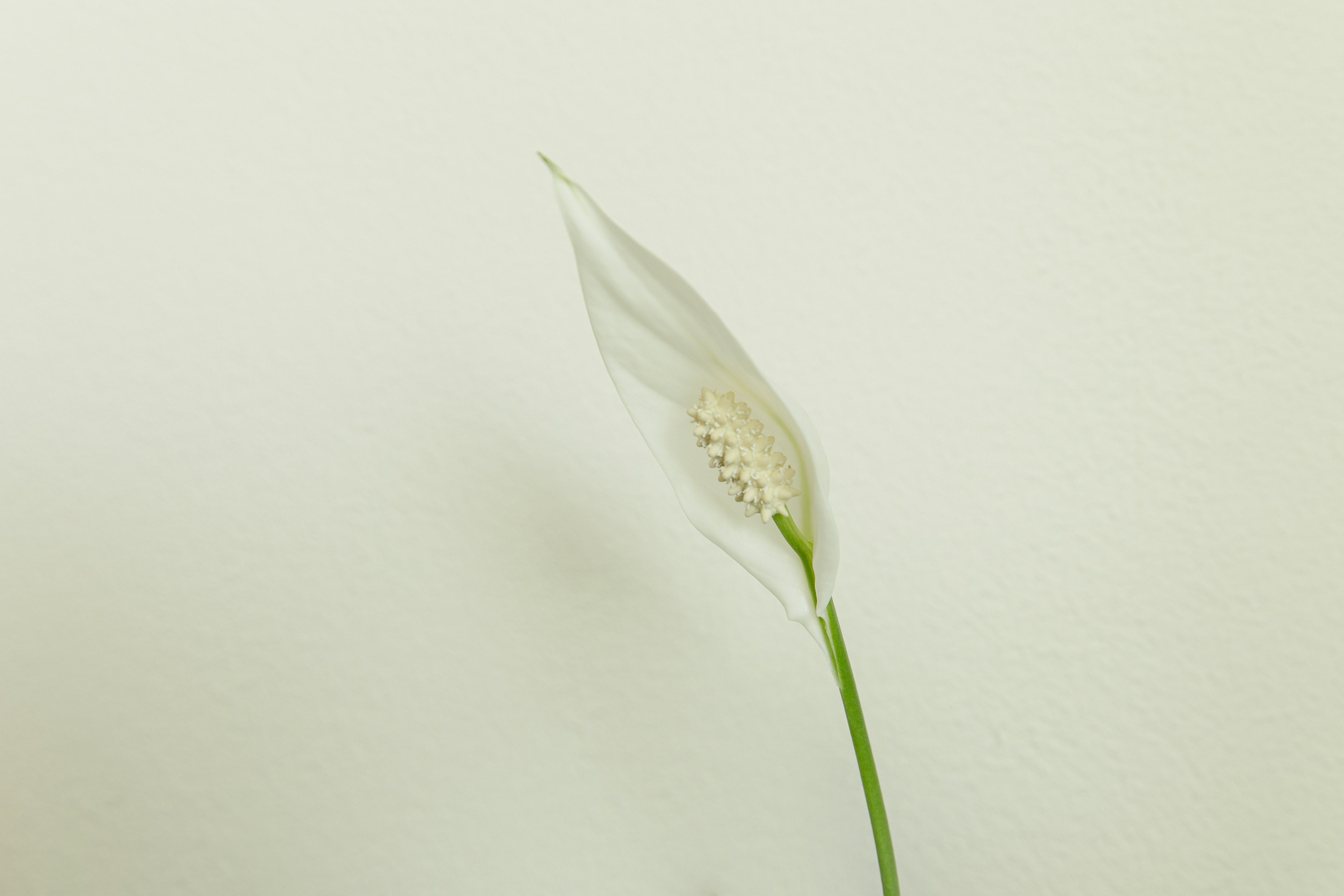 Photo by sibelivelazquez