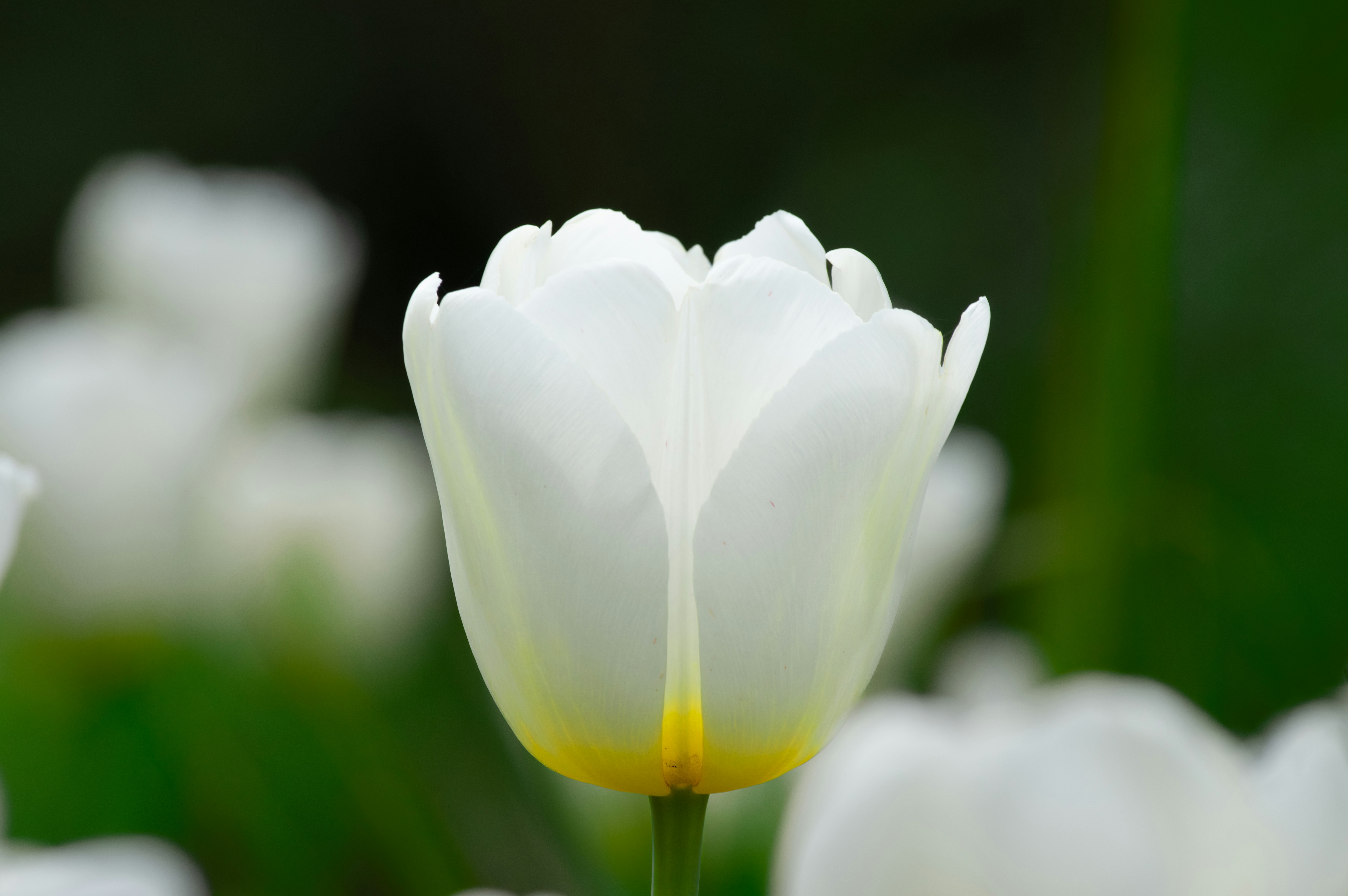 Photo by saidyigitcamlica