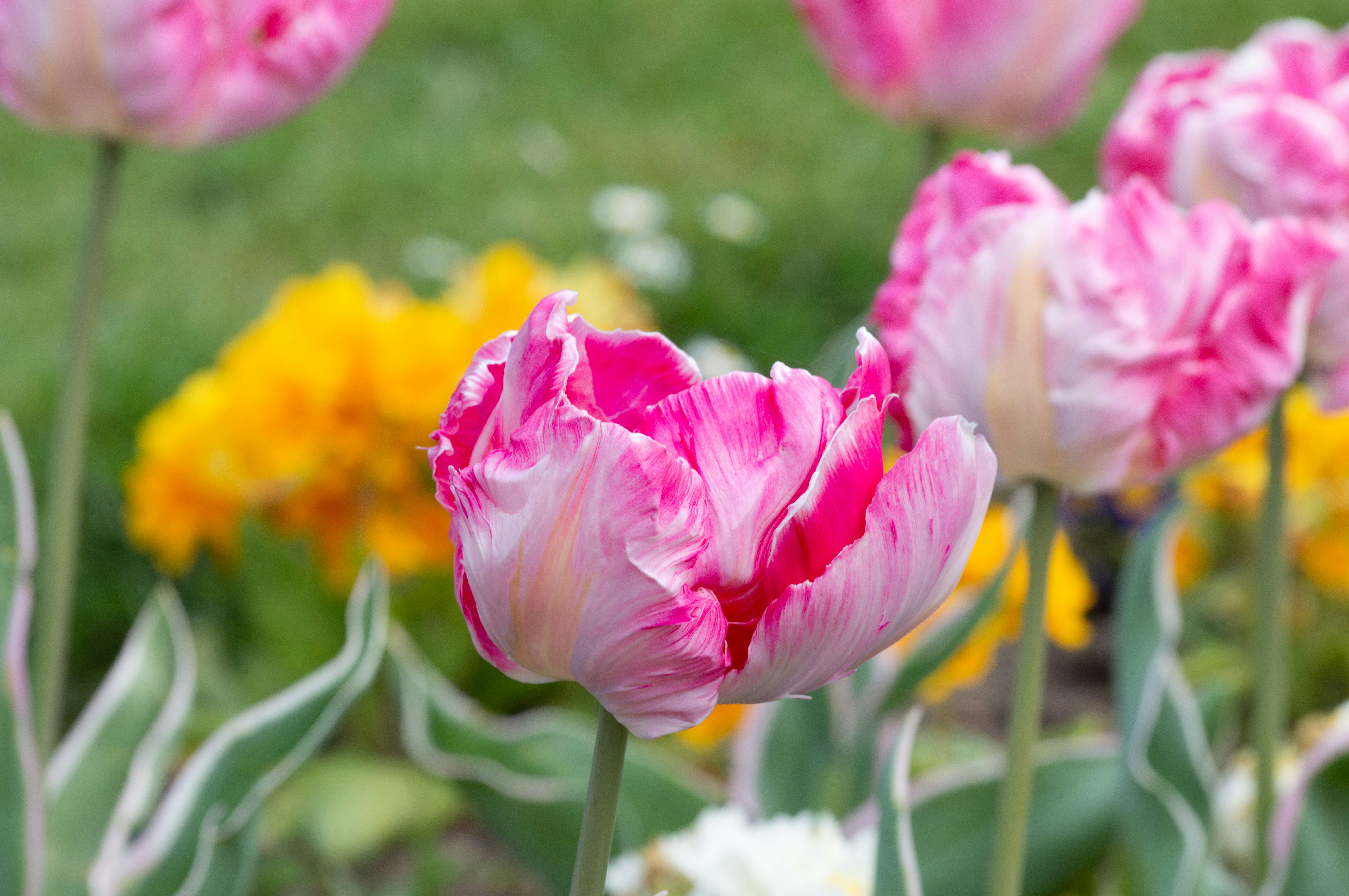 Photo by saidyigitcamlica