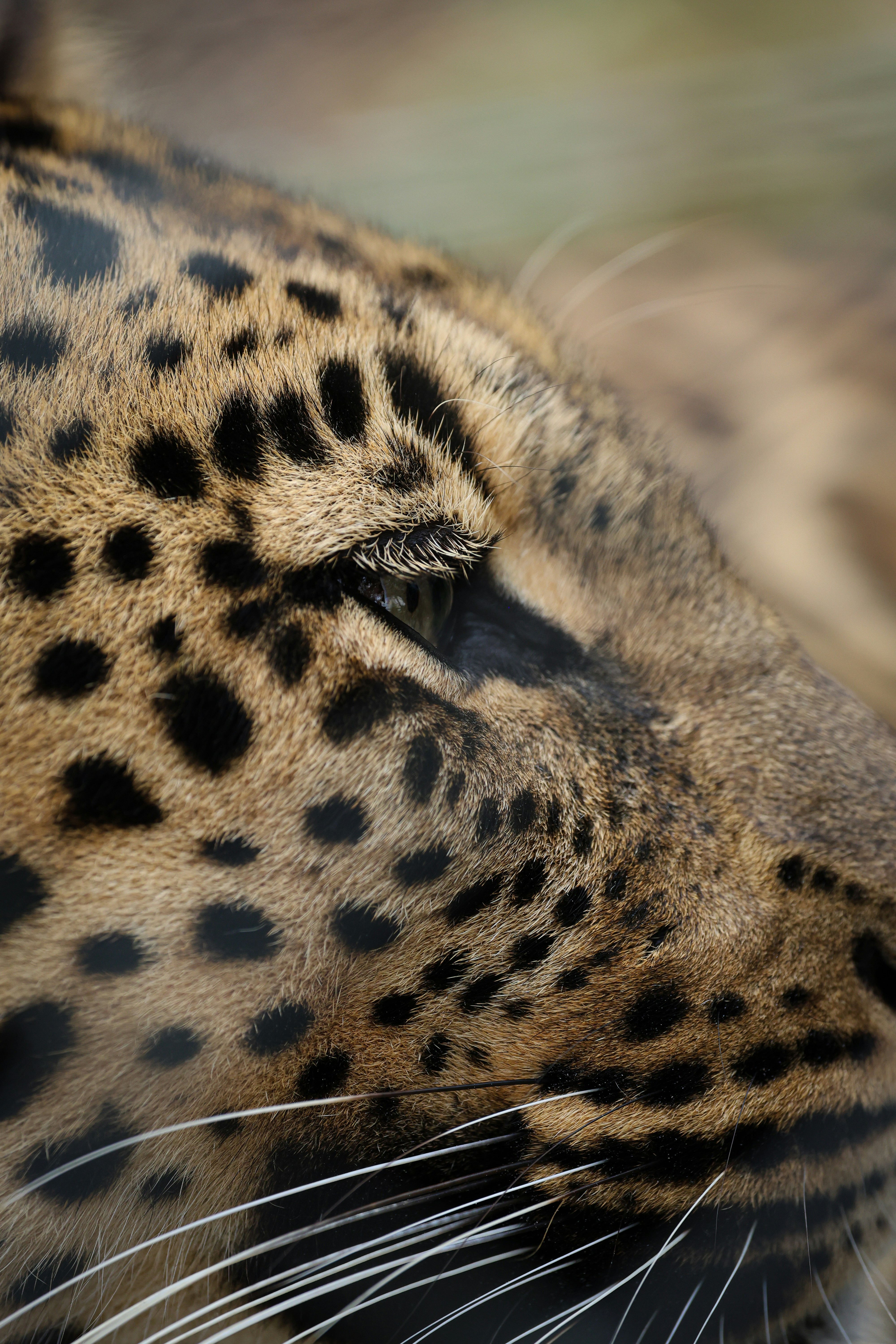 Photo by amandaswanepoel