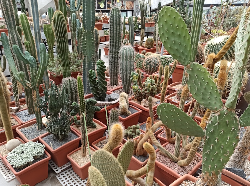 Terrarium selber bauen geschlossenes oekosystem im glas — step-by-step visual example