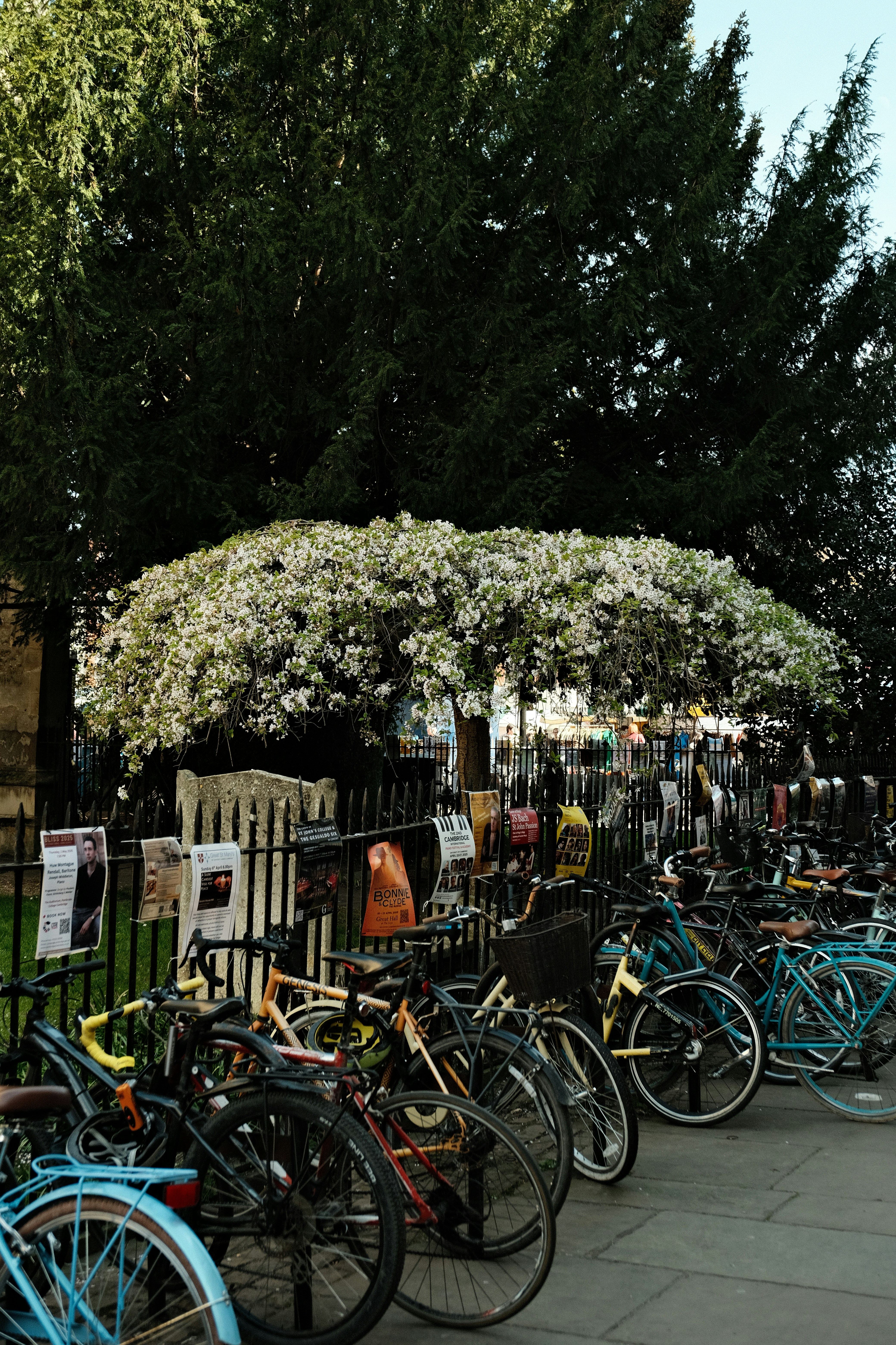 Bicycles parked beneath a flowering tree.