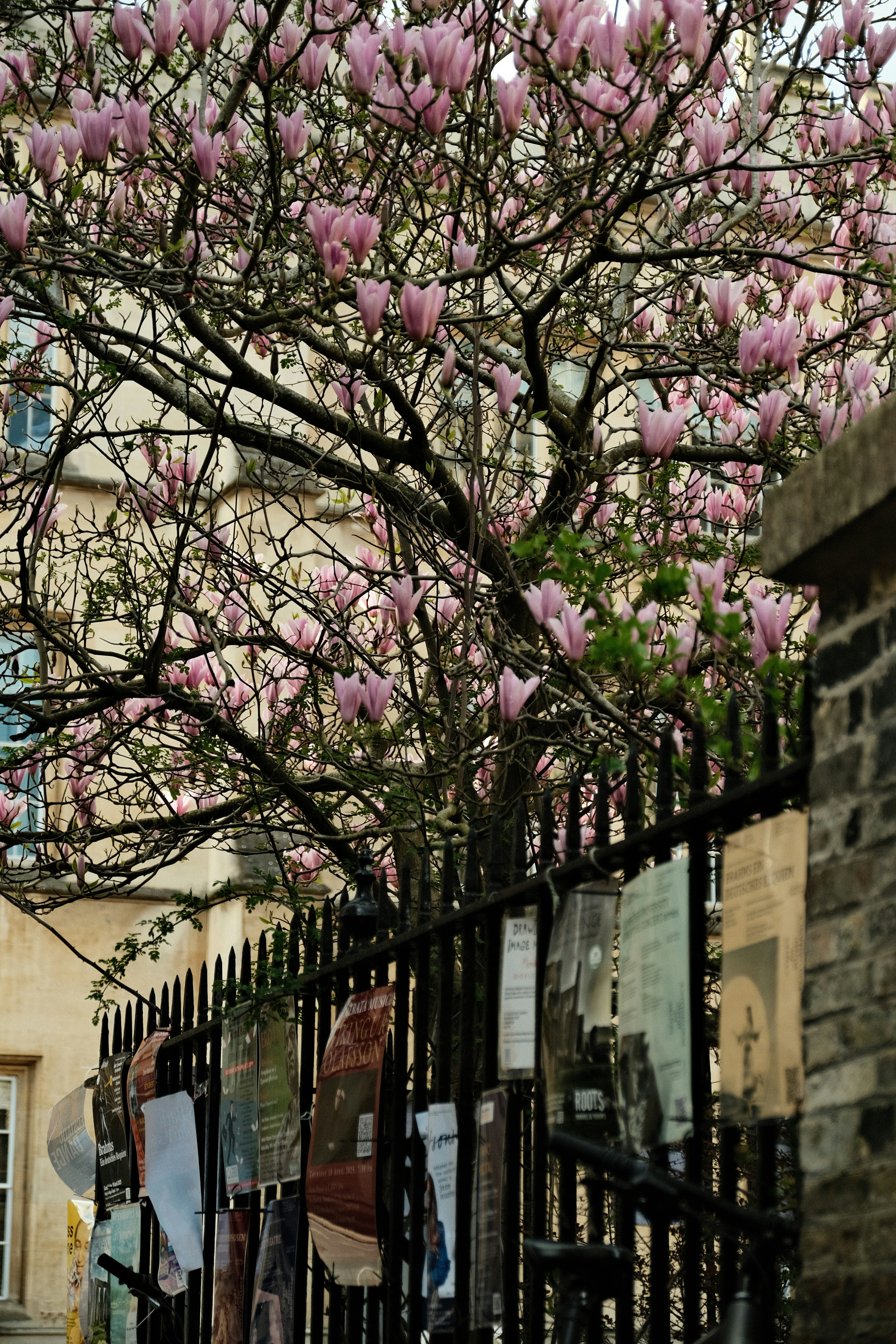 A blooming tree stands near a black metal fence.