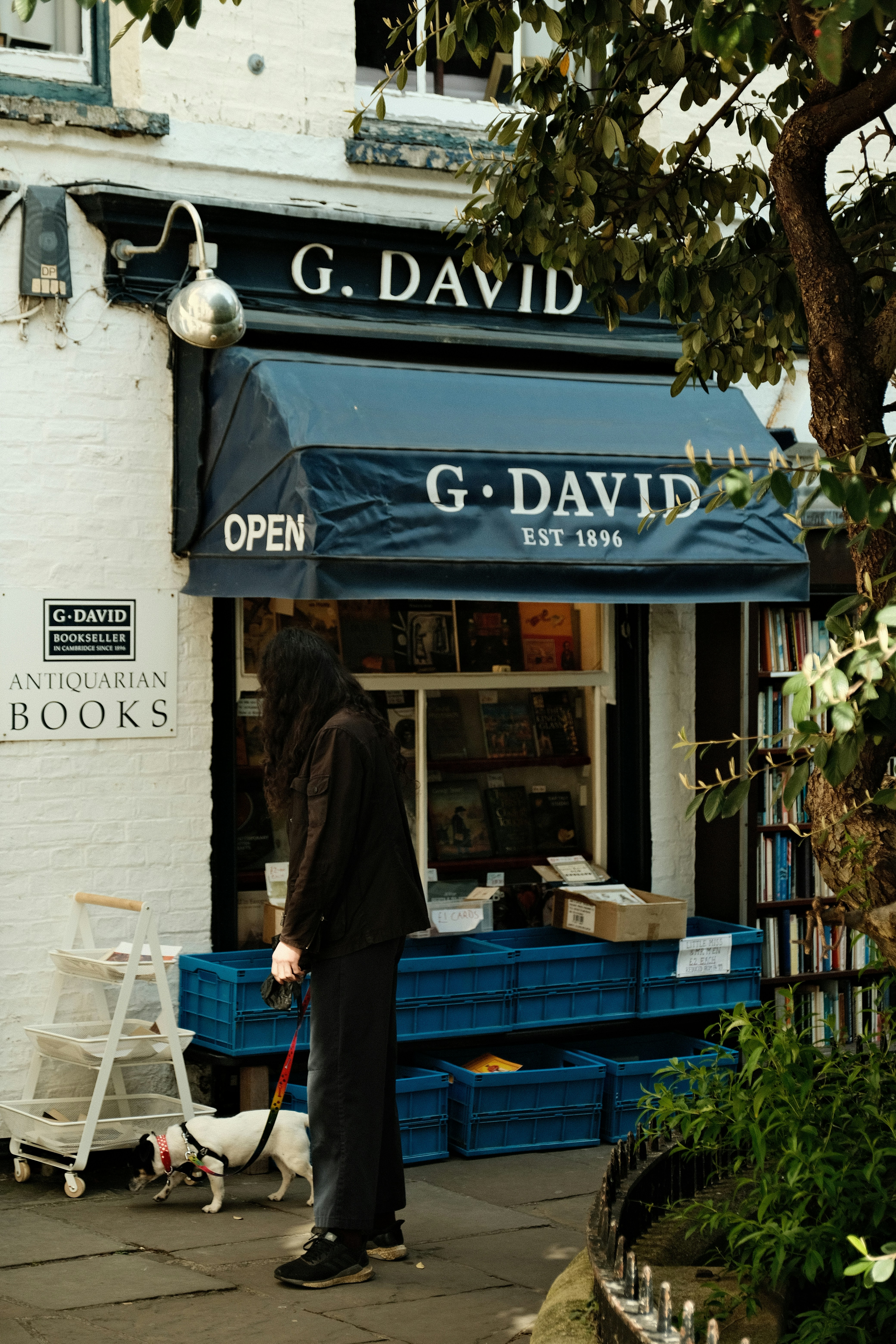 A person walks a dog in front of a bookstore.
