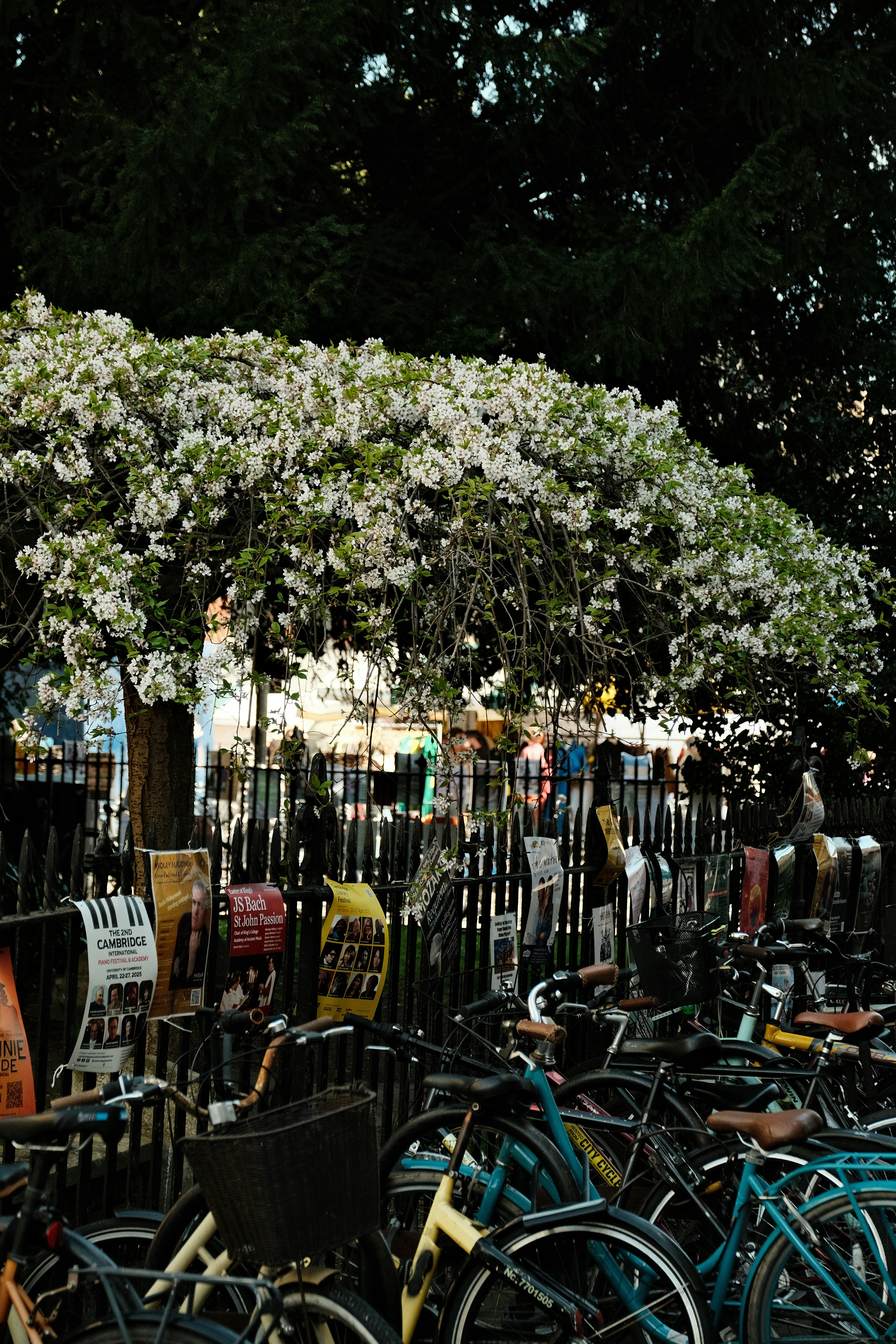Bikes are parked under a blooming tree.