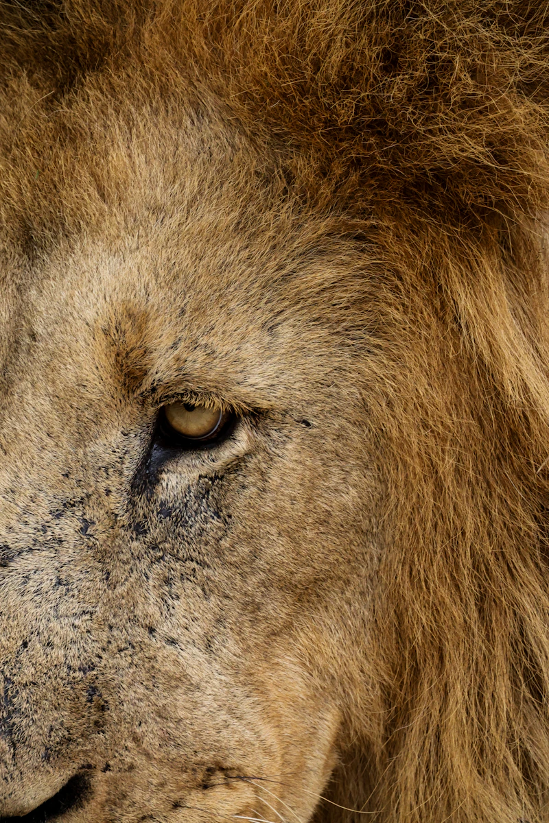 Lion (Panthera leo)