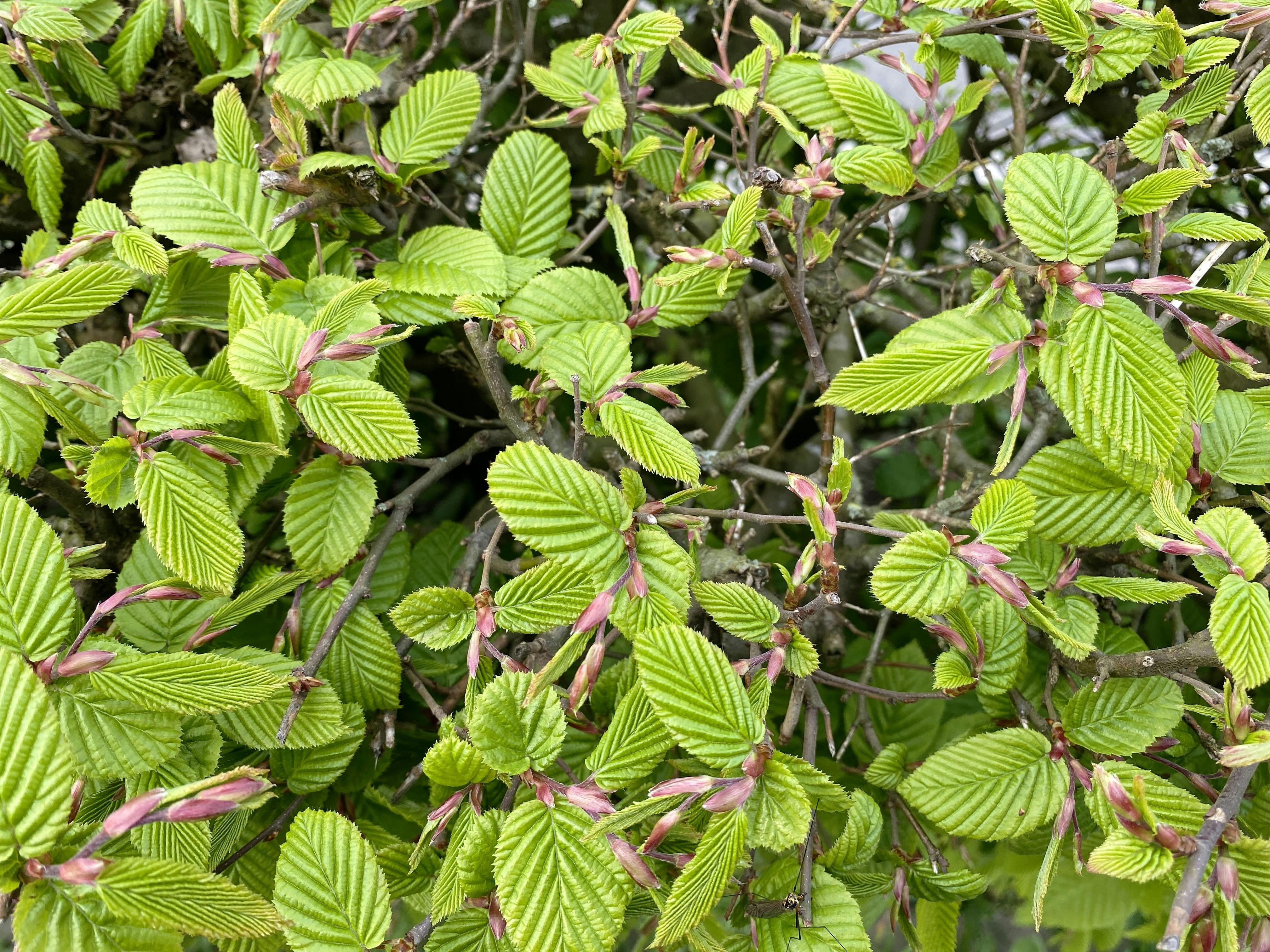 vibrant, healthy tree canopy - tree pruning north shore