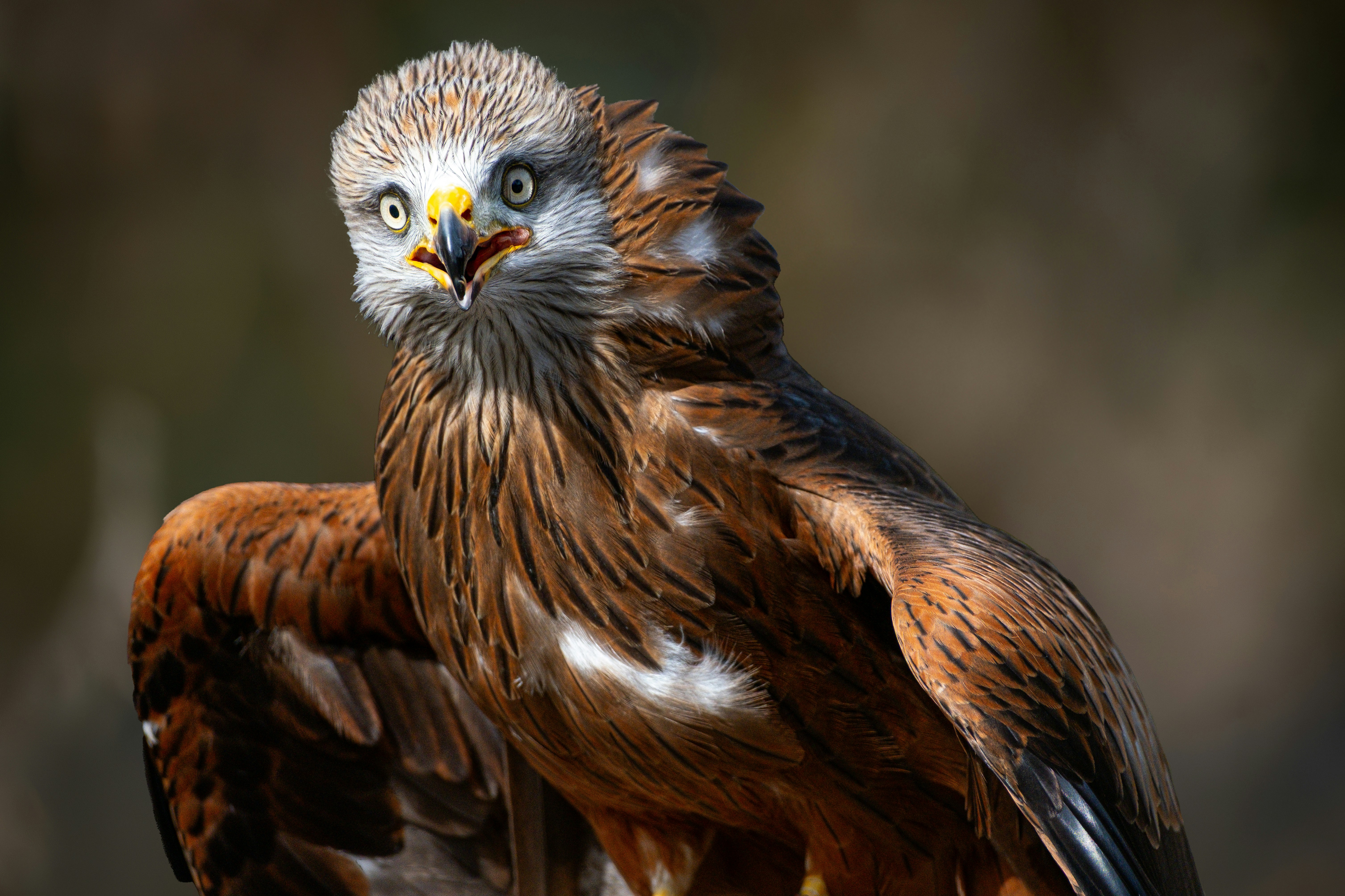 Photo by philrobson100