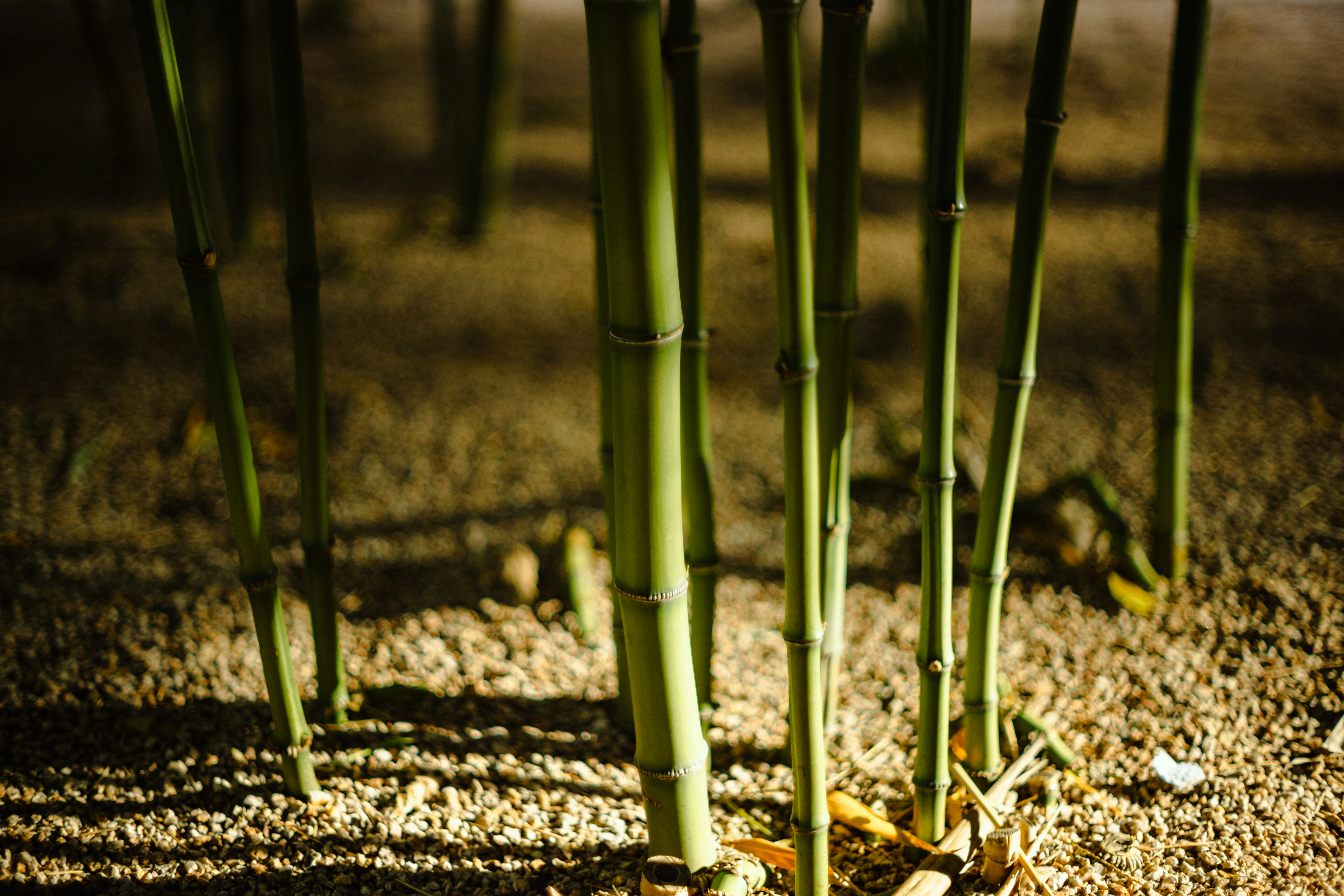 Green bamboo stalks in sunlight.