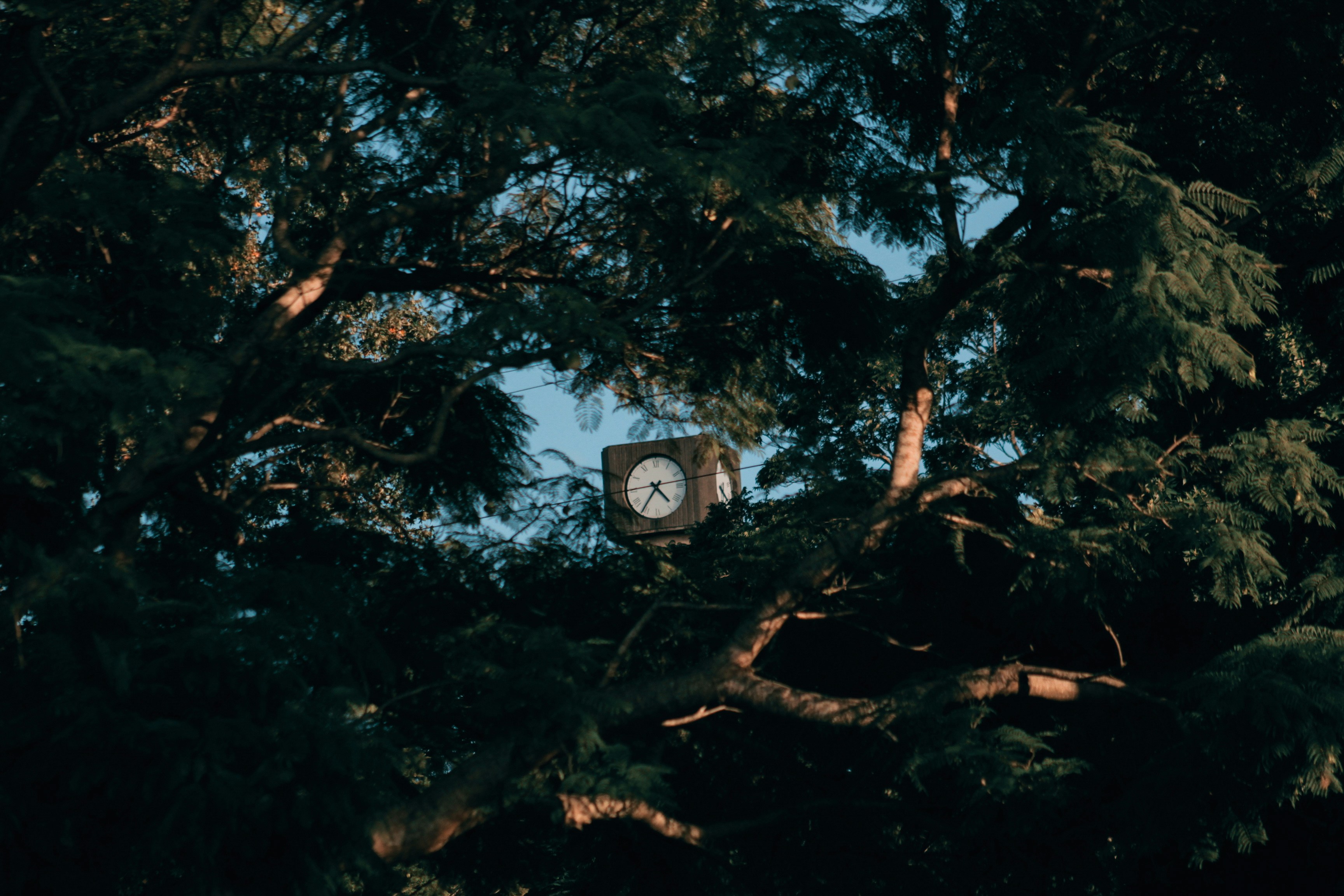 A clock hangs in a dense, leafy tree.