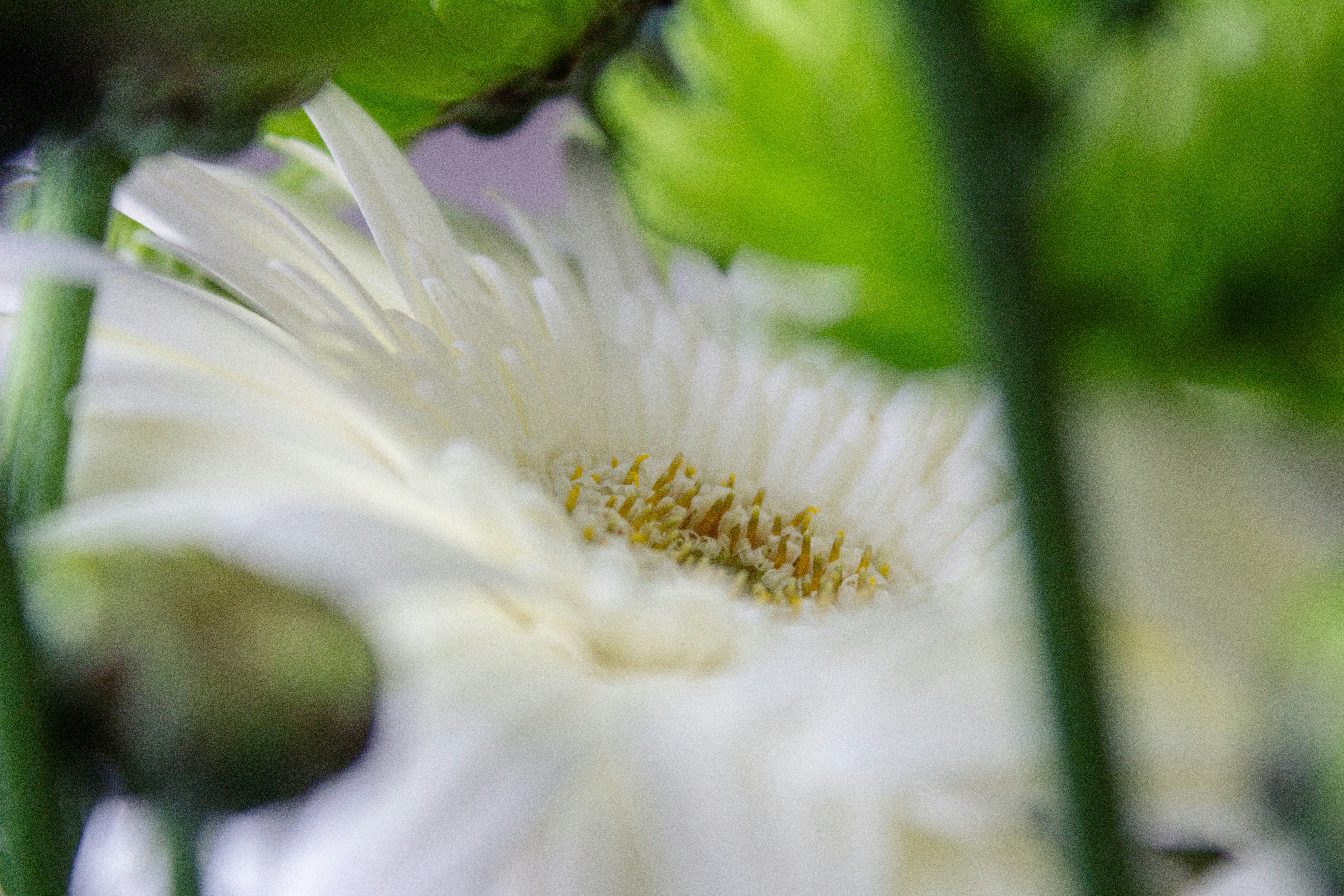 White flower with green accents in close-up.
