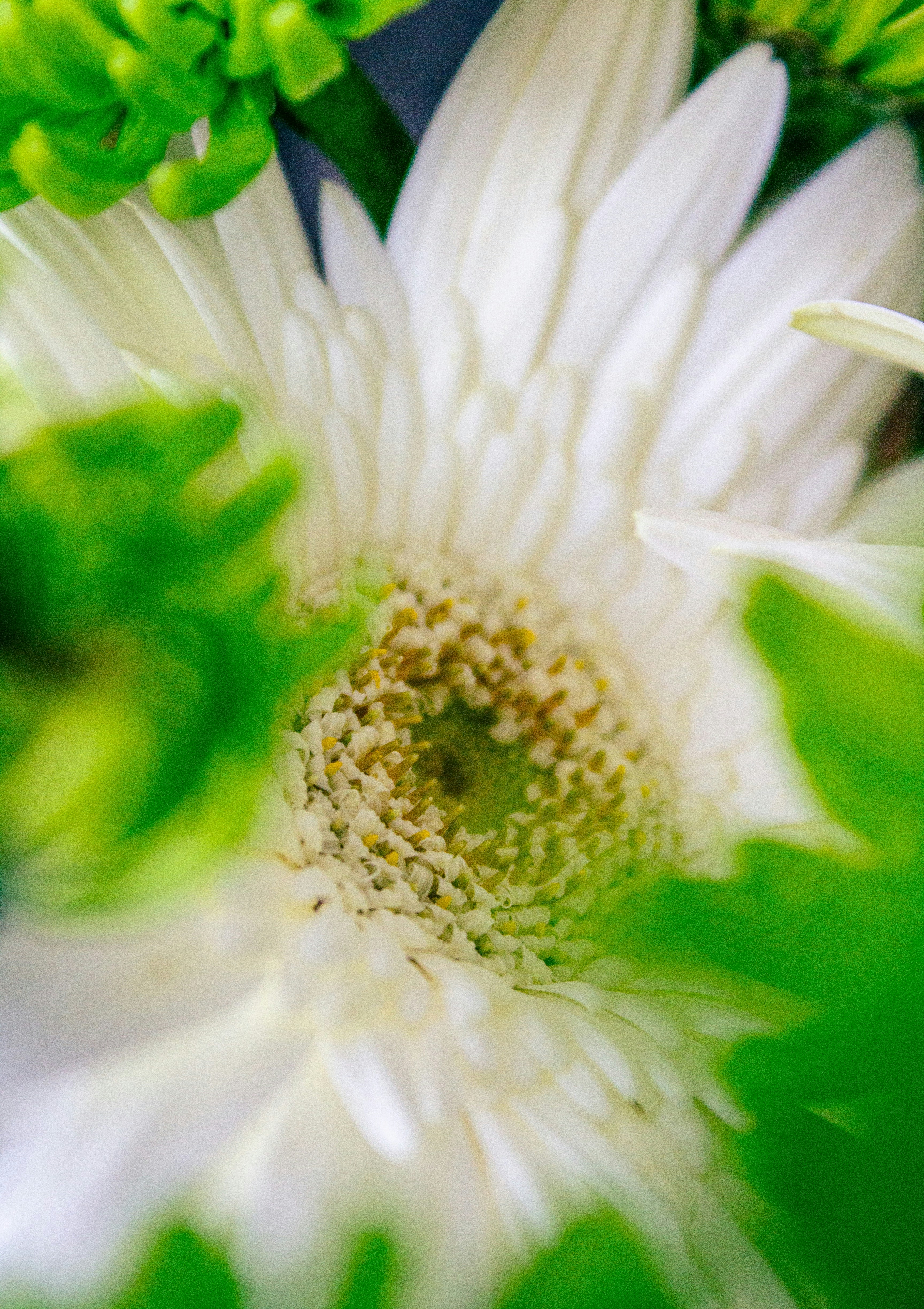 White flower with green foliage surrounds it.