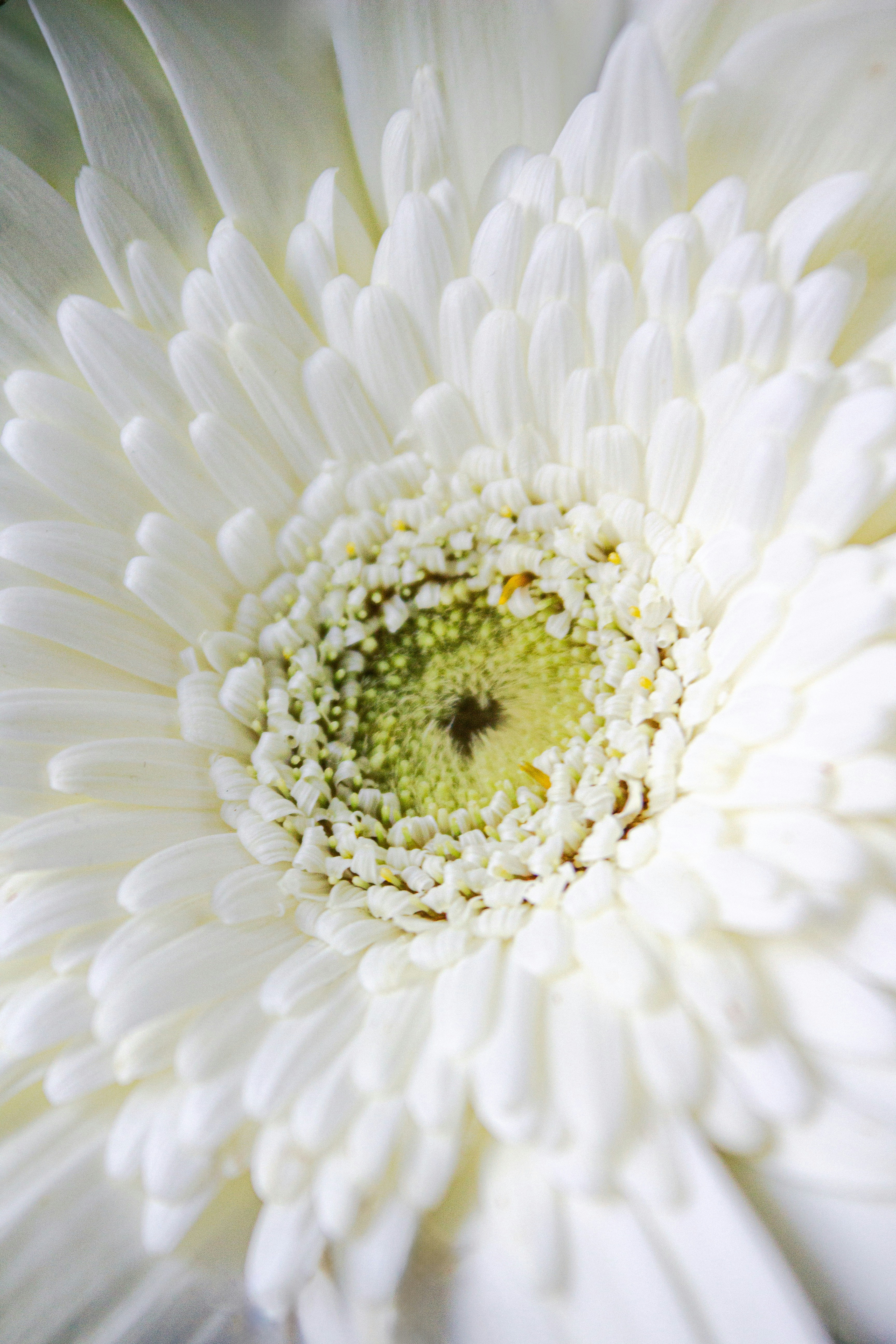 A close-up of a beautiful white flower.
