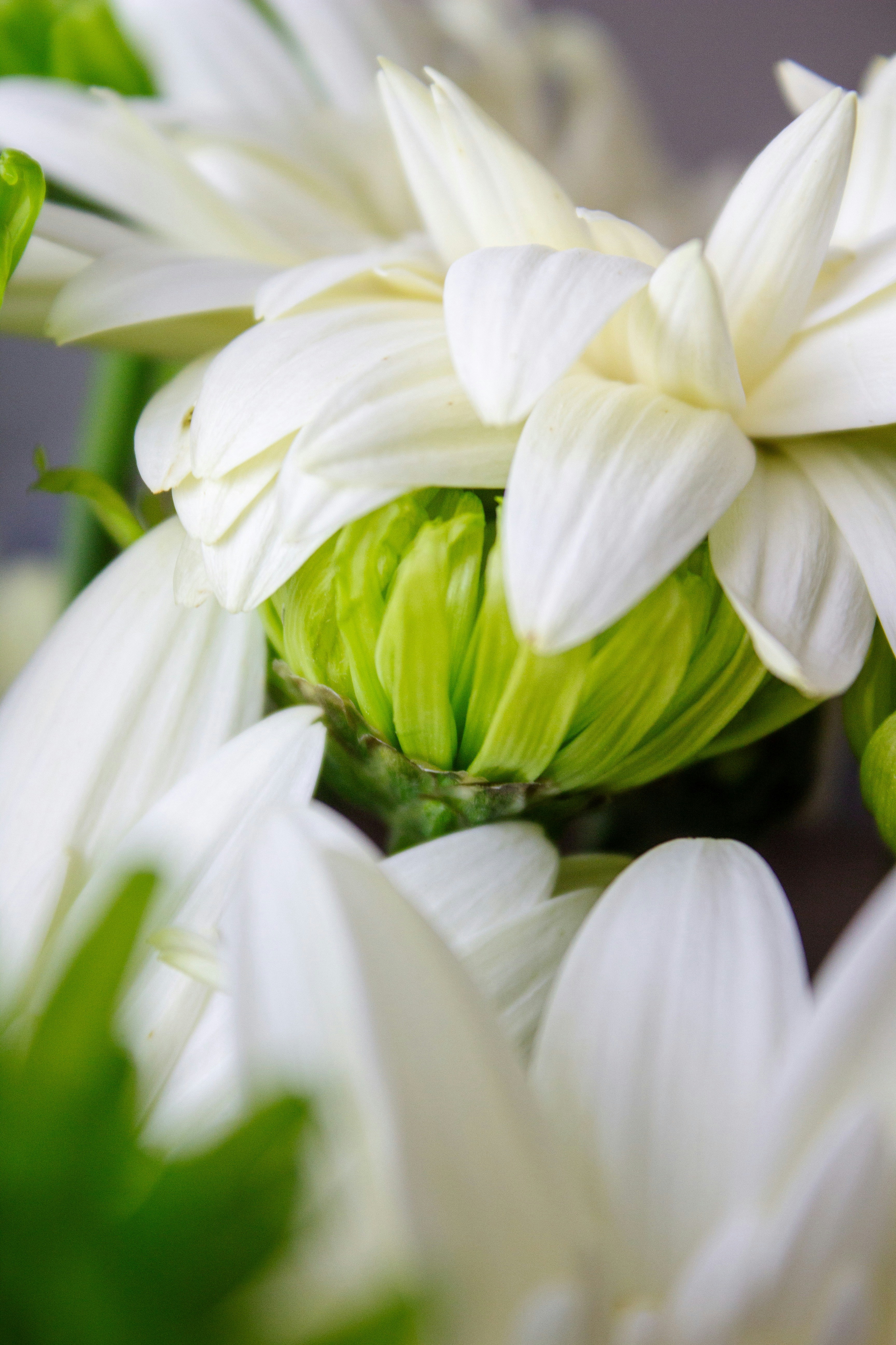 White chrysanthemums bloom beautifully against a green bud.