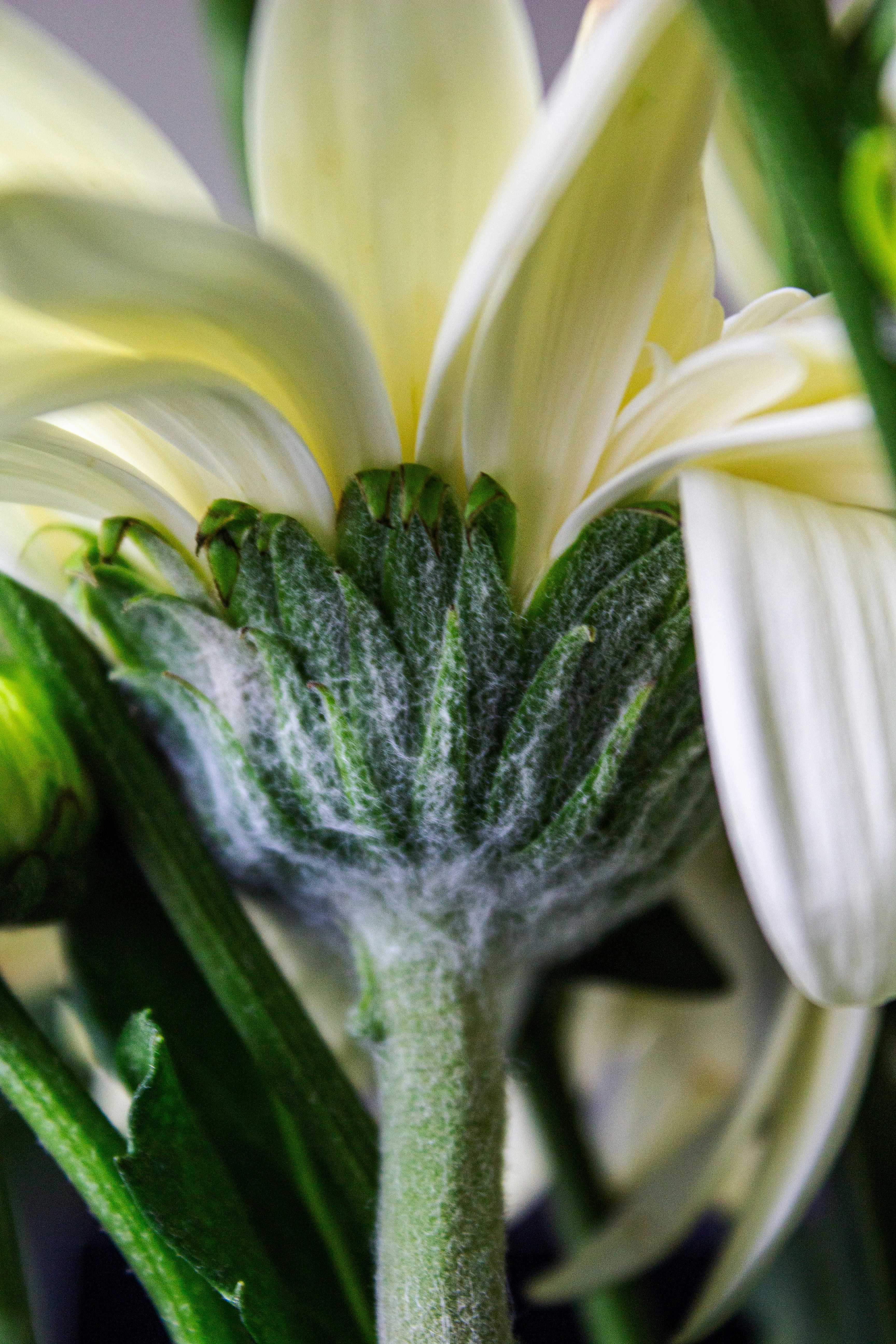 Closeup of a white flower and its stem.