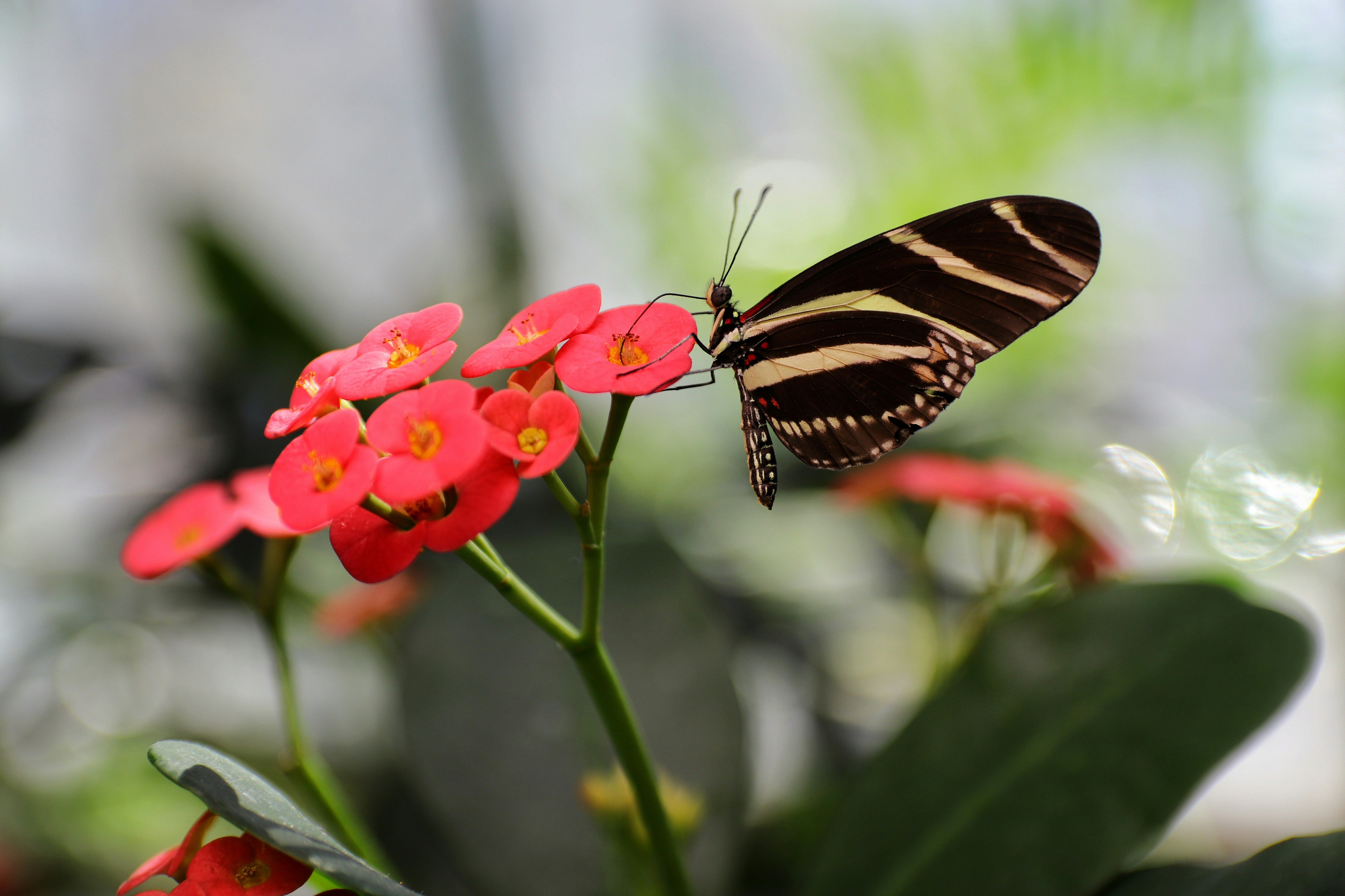Butterfly resting on a colorful flower in a garden full of plants and greenery.