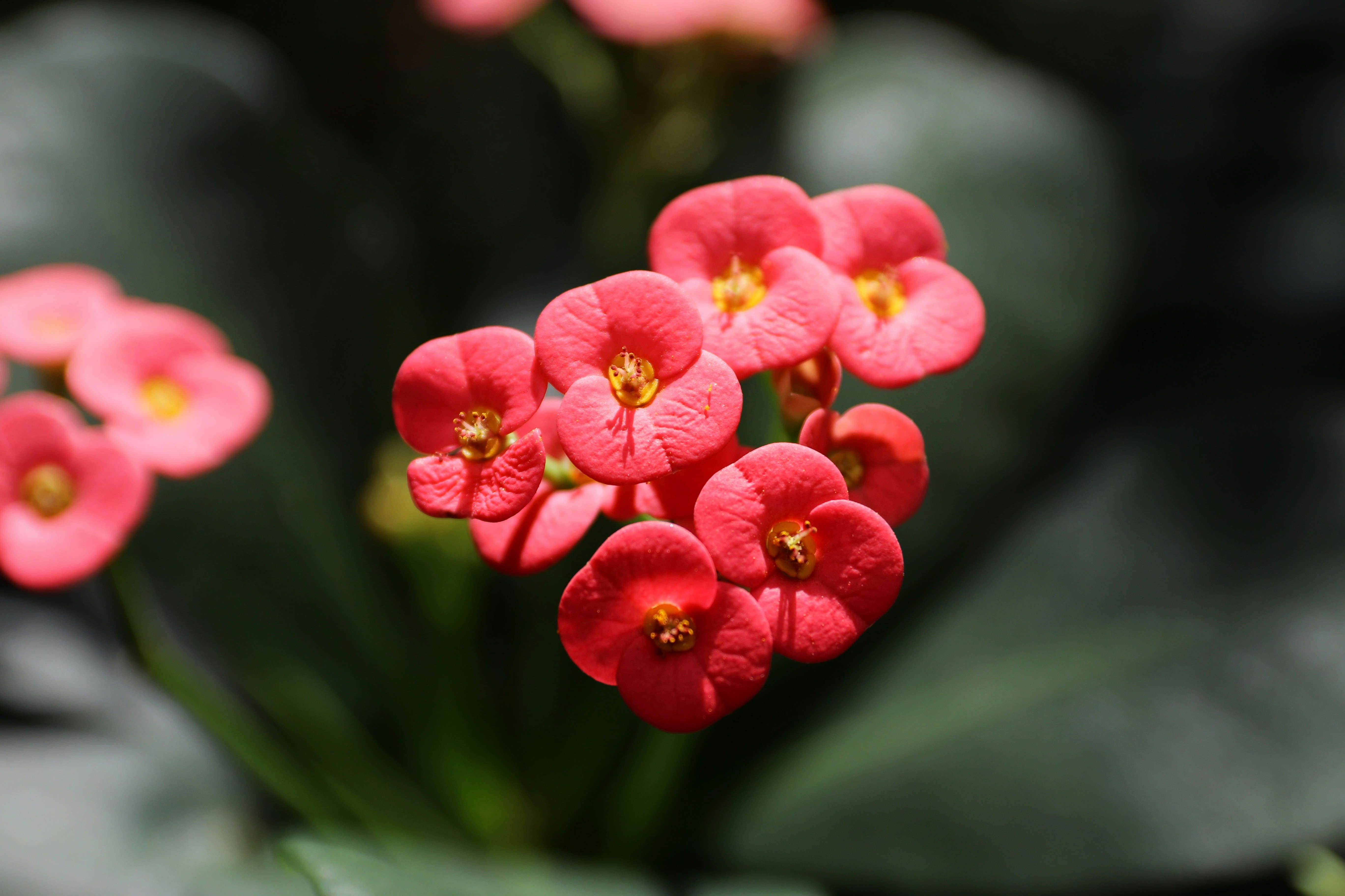 Pretty red flowers bloom in the sunlight.