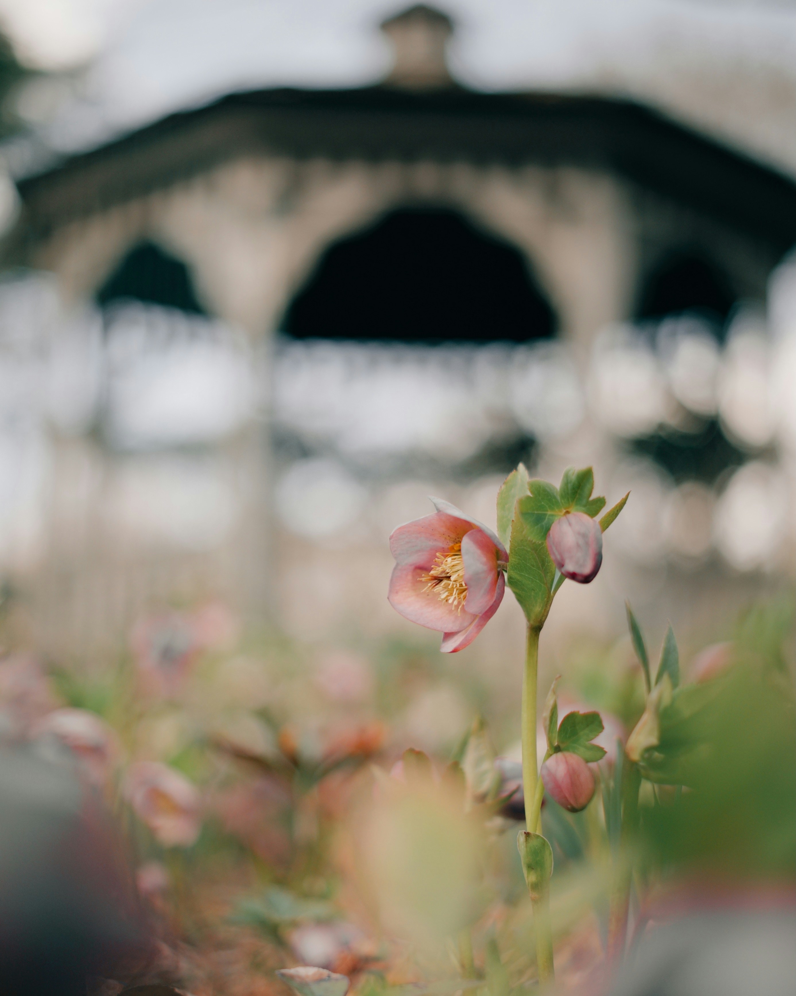 Flowers bloom in front of a gazebo
