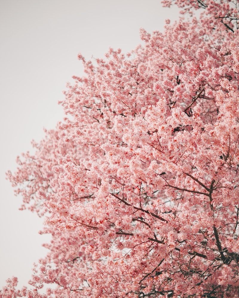 Somei Yoshino cherry blossoms, cherry blossom full bloom, pink cherry flowers, cherry blossom canopy, Kofu cherry trees