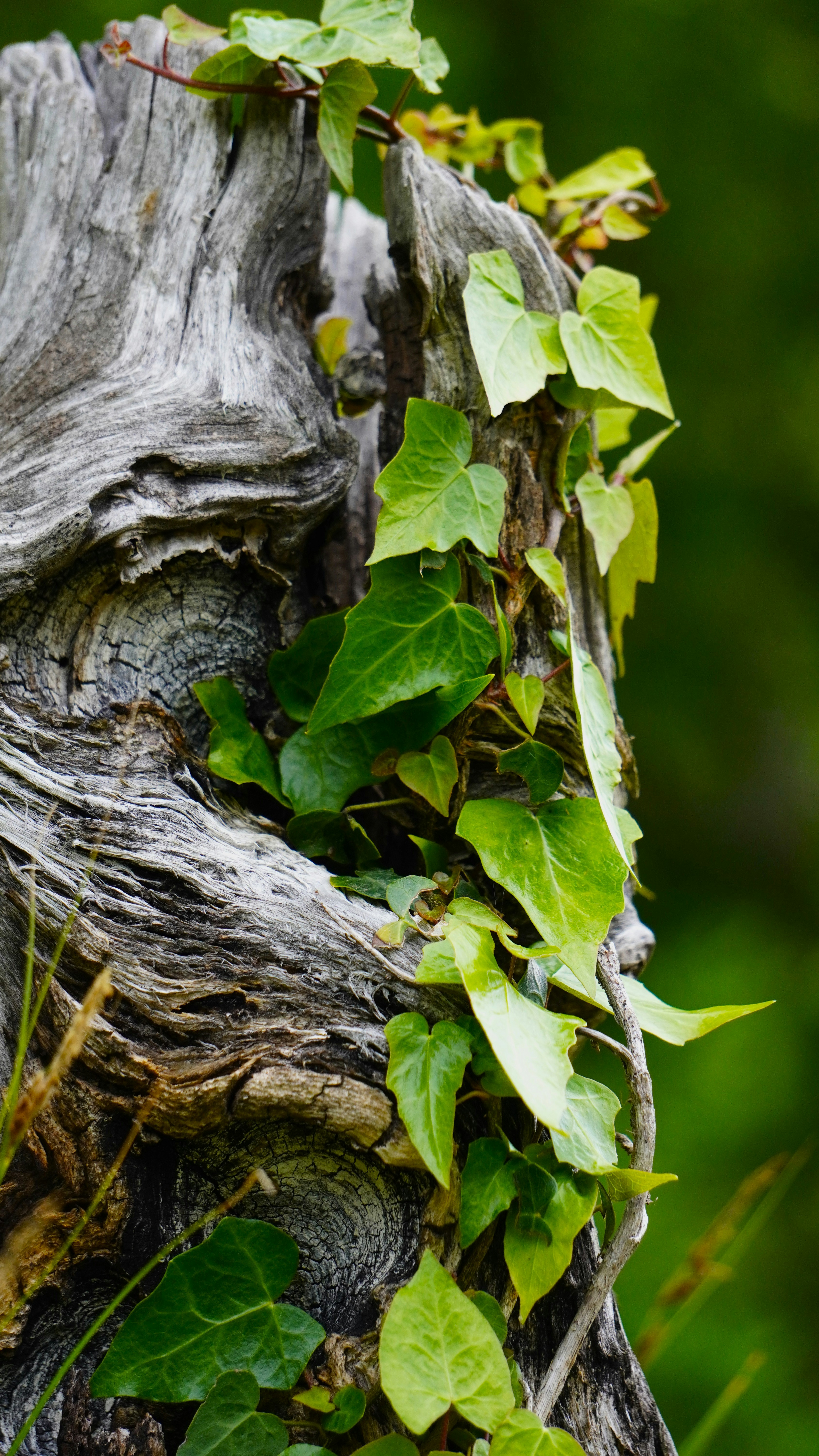 Photo by aditipanatu95