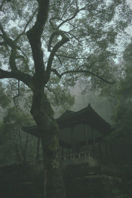 爱晚亭