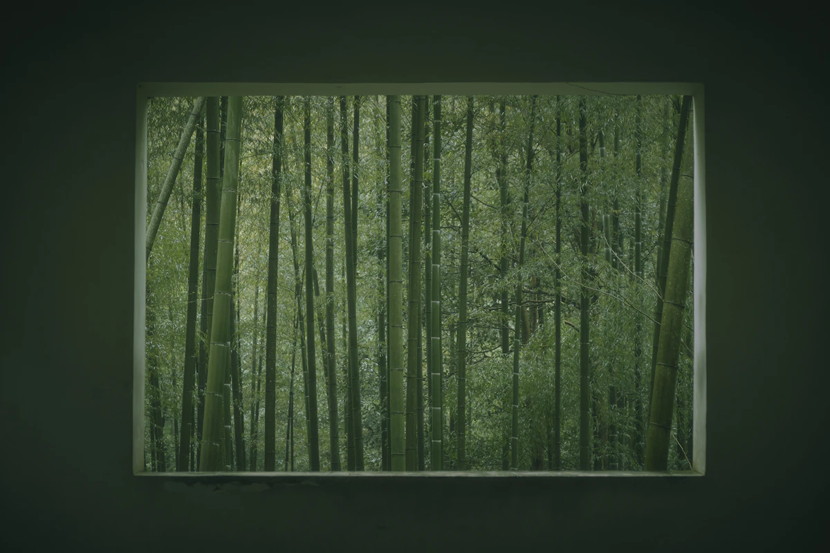 A quiet view of green bamboo, a reminder that recovery for the brain includes actual pauses