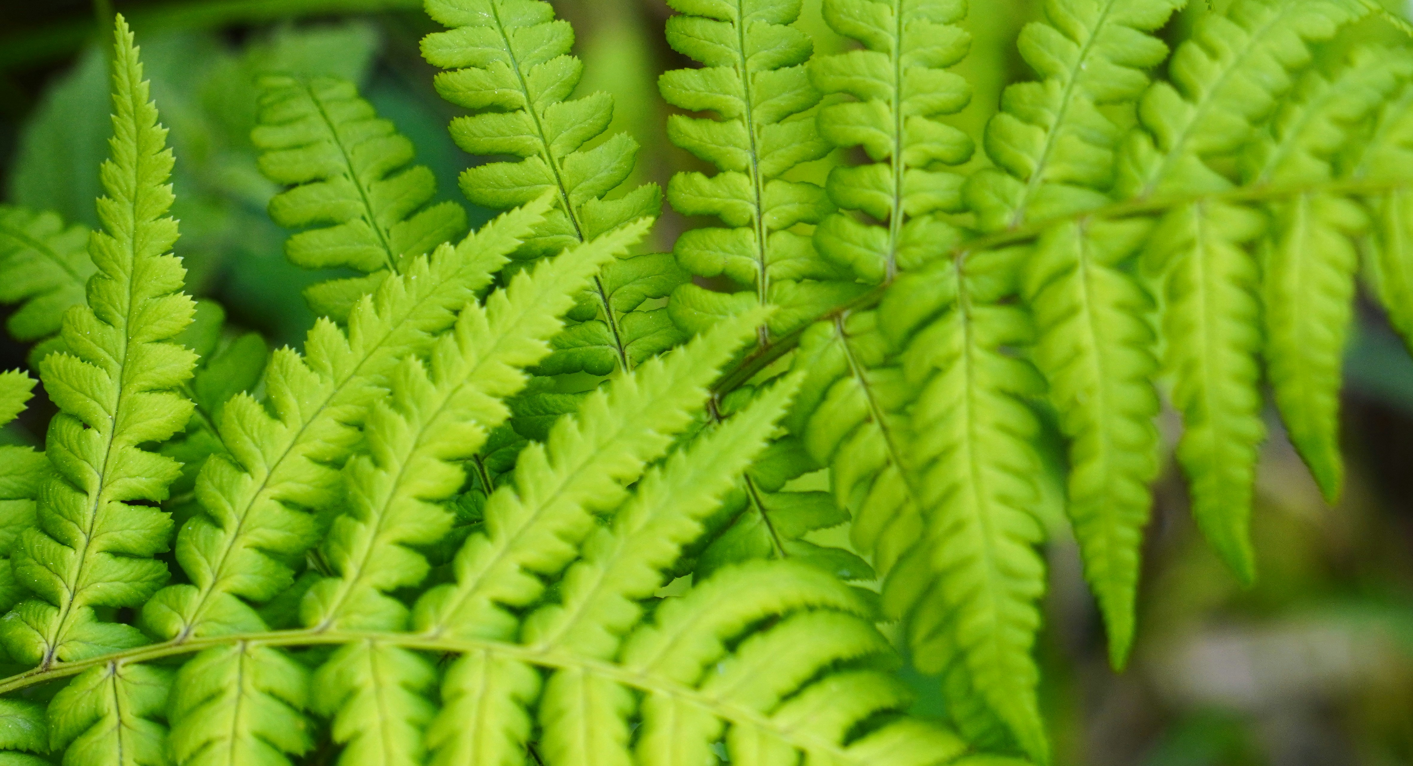 Photo by aditipanatu95